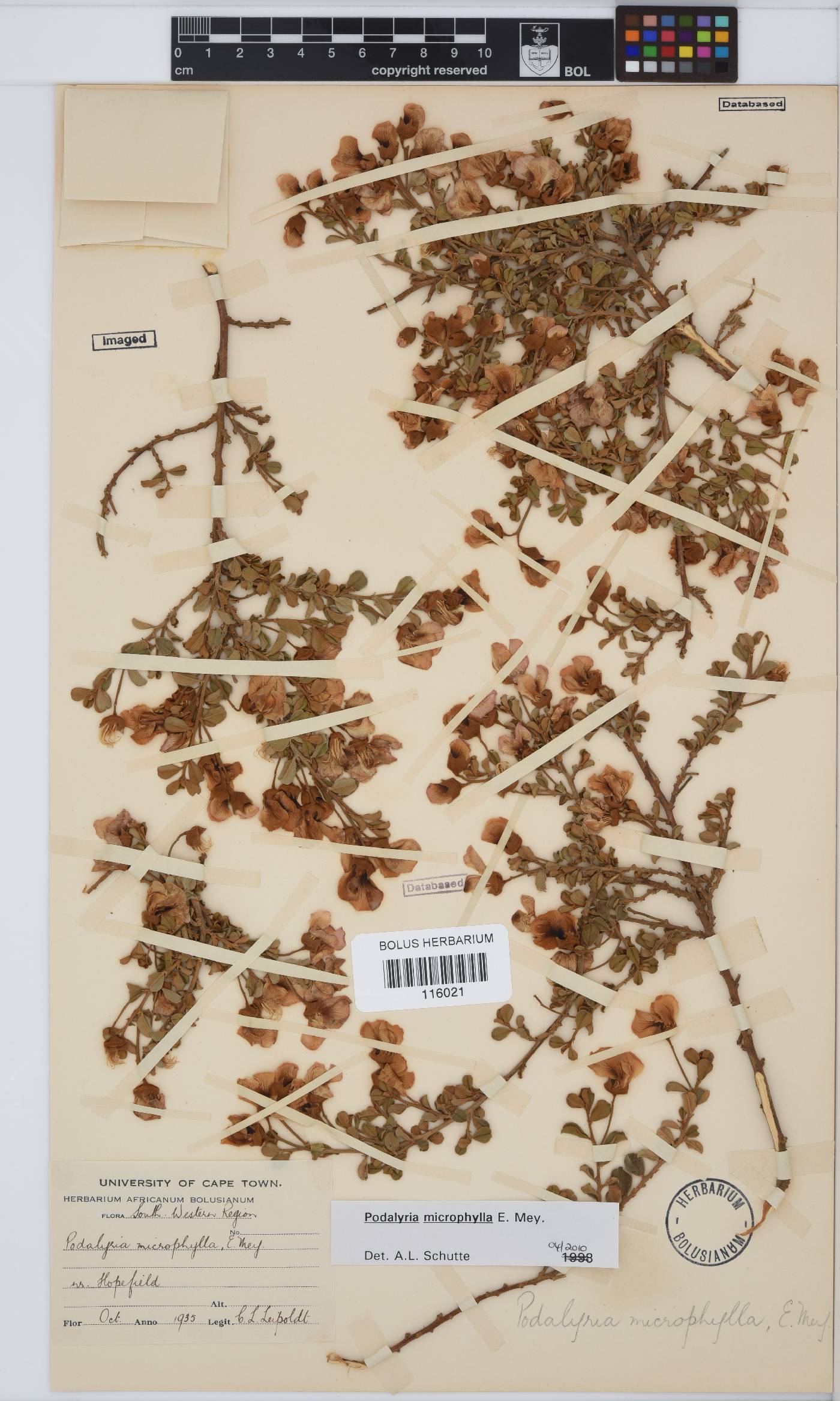 Podalyria microphylla image