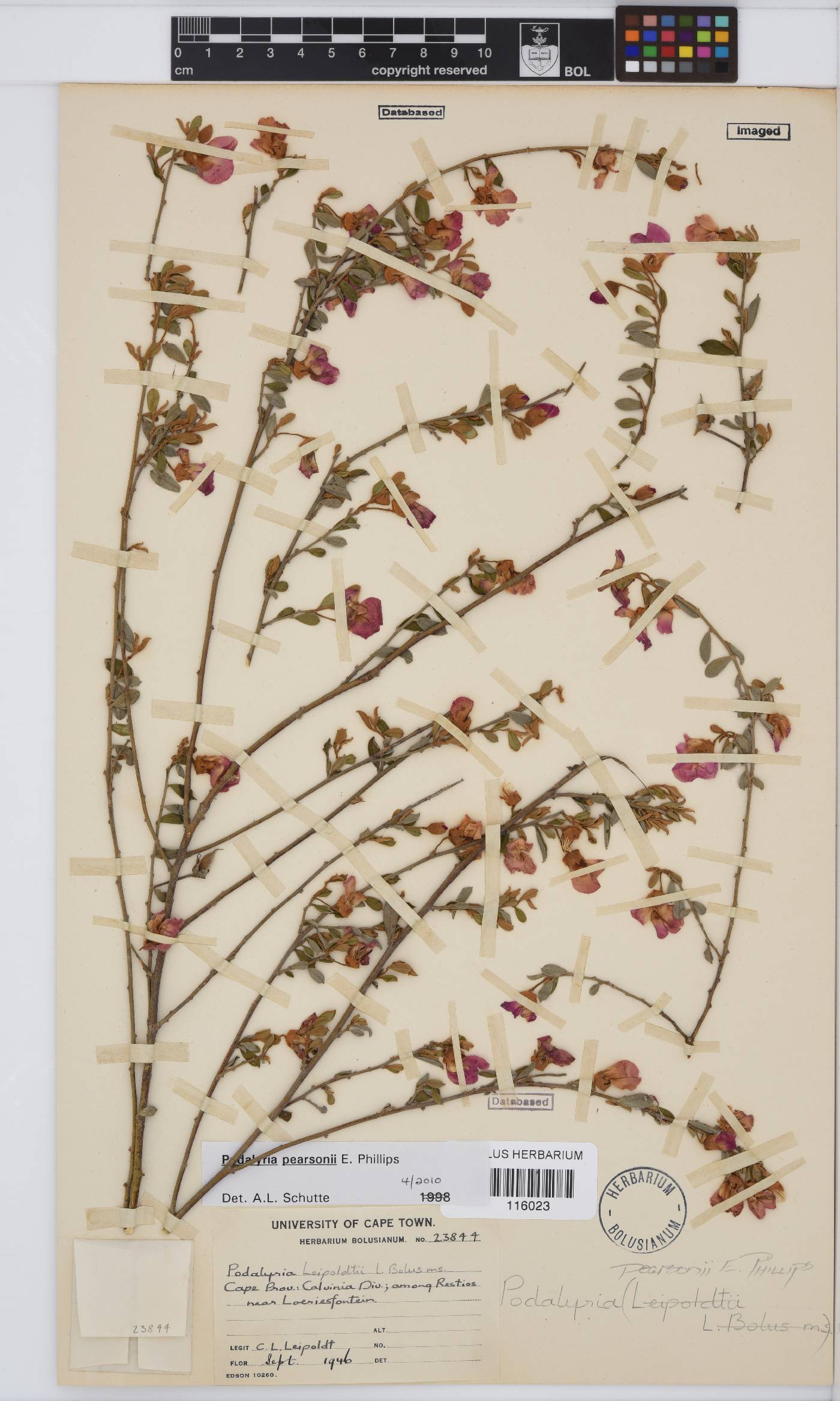 Podalyria pearsonii image