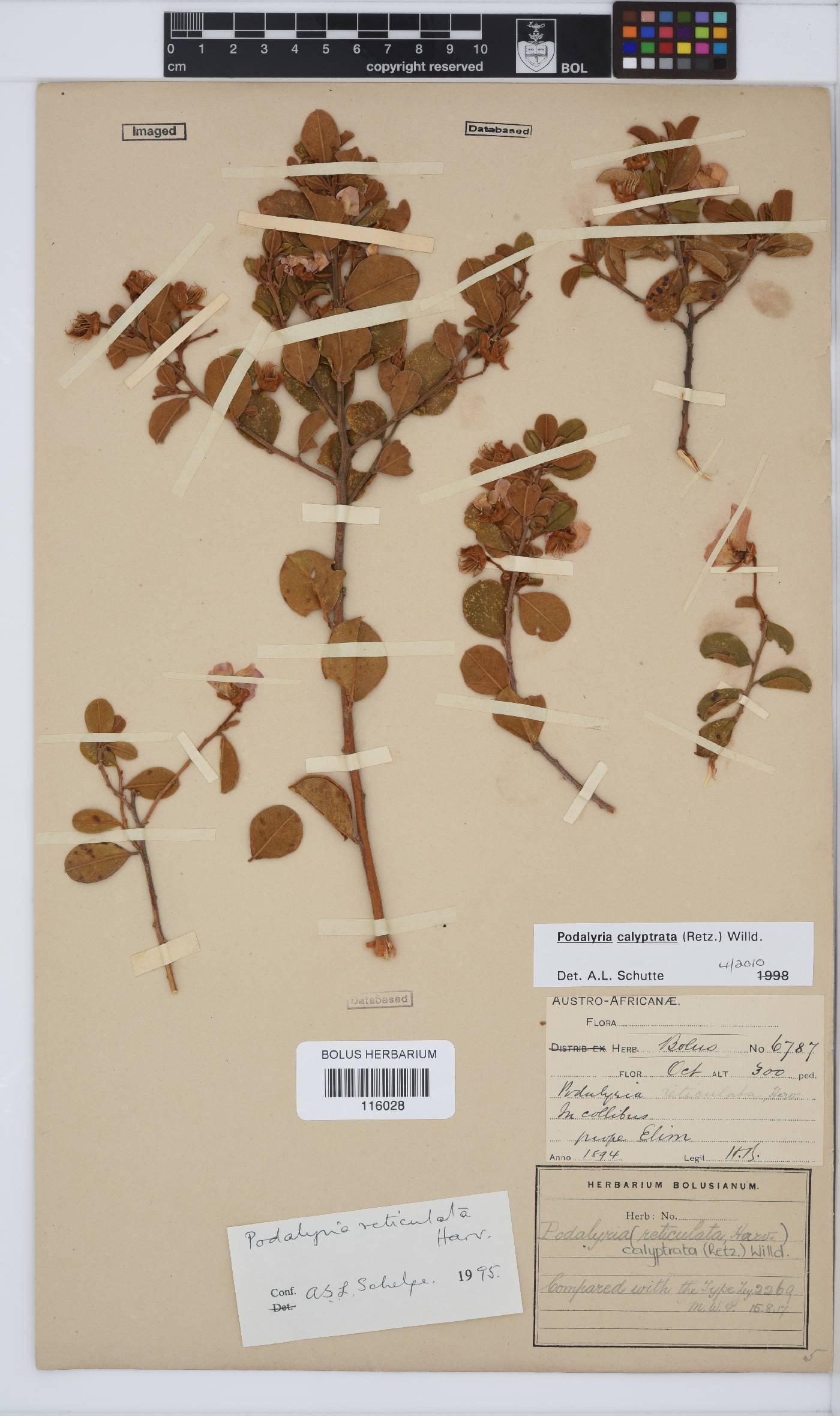Podalyria calyptrata image