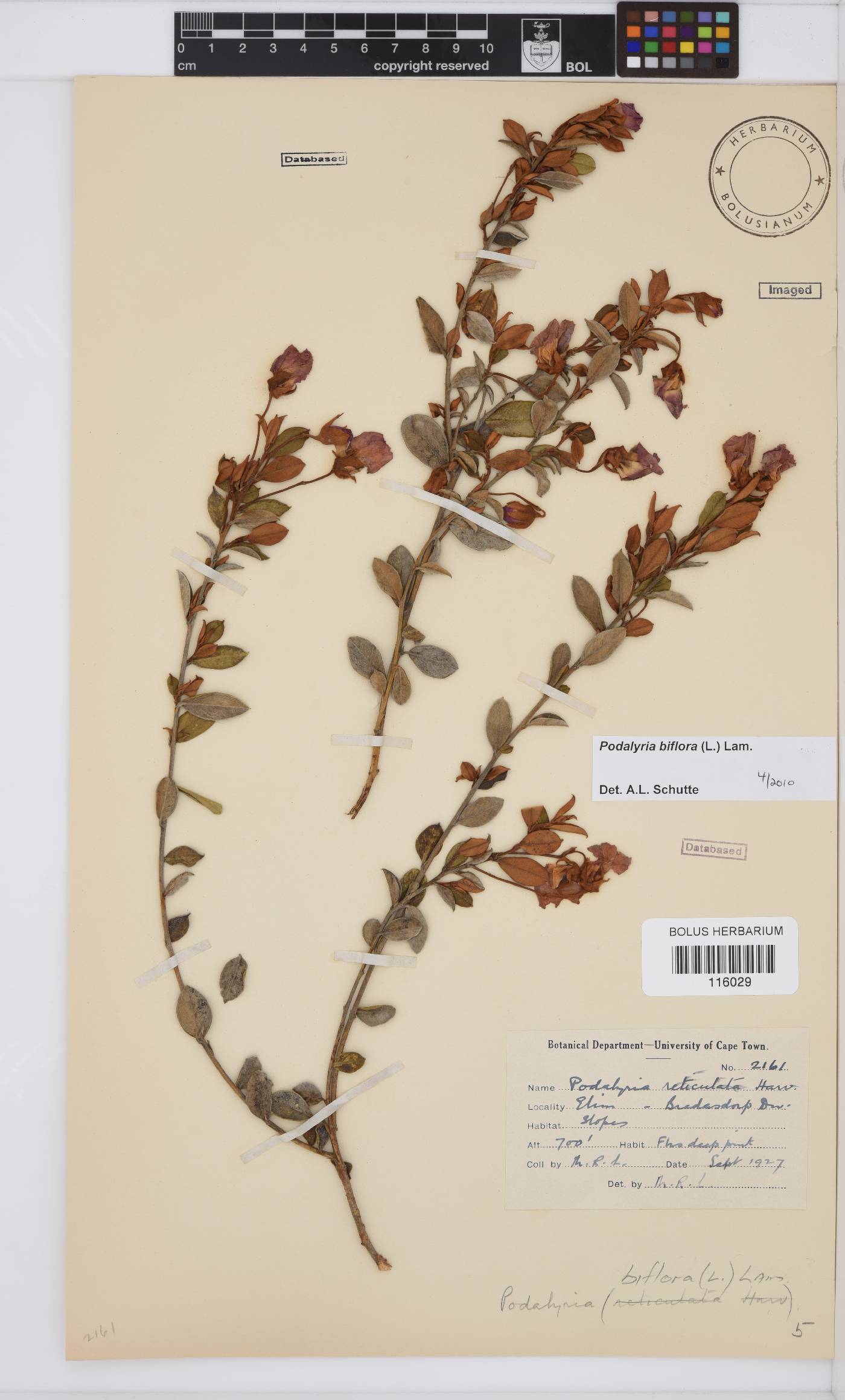 Podalyria biflora image