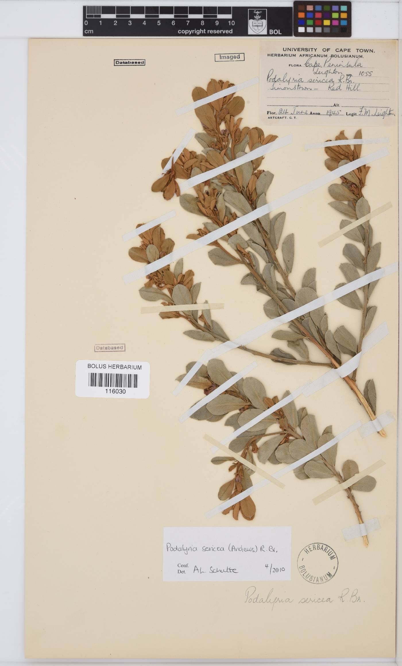 Podalyria sericea image