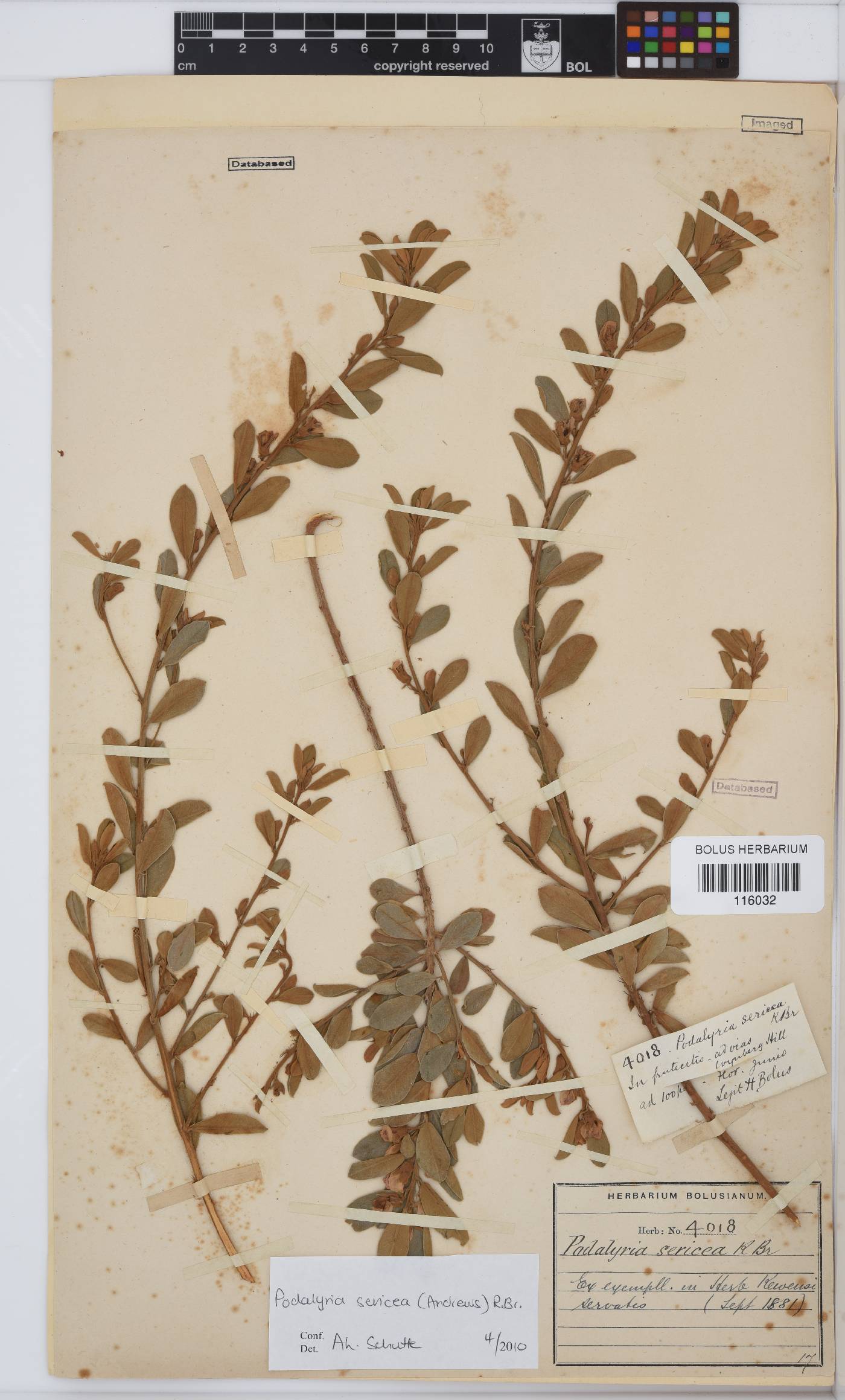 Podalyria sericea image