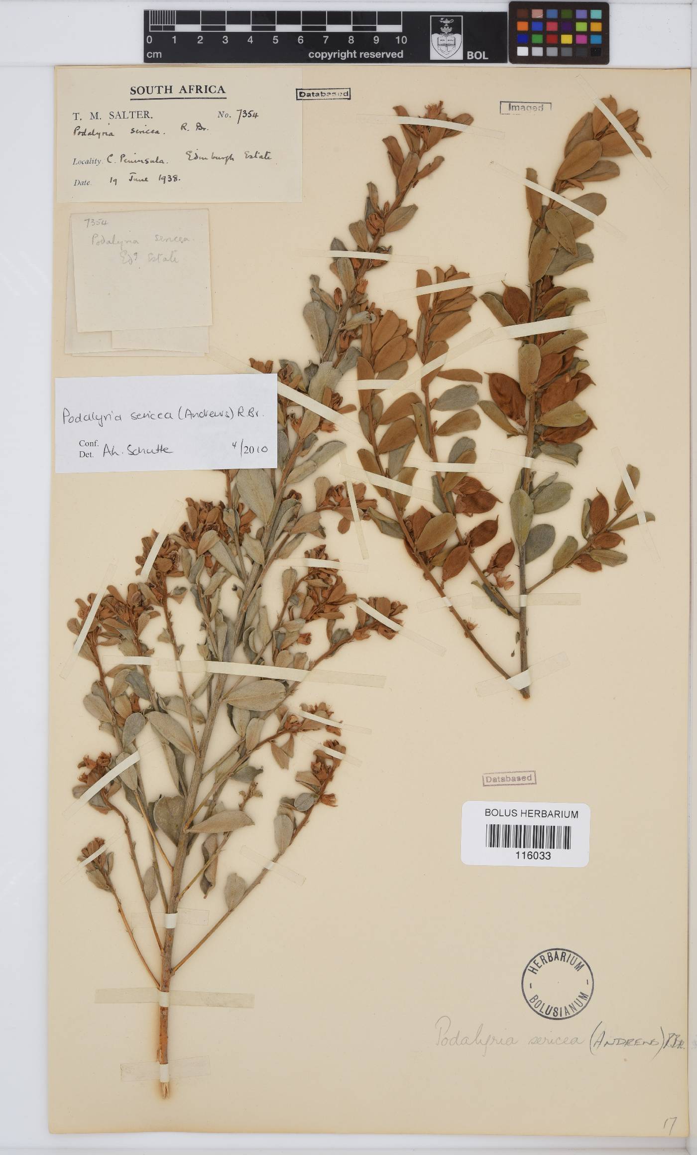 Podalyria sericea image
