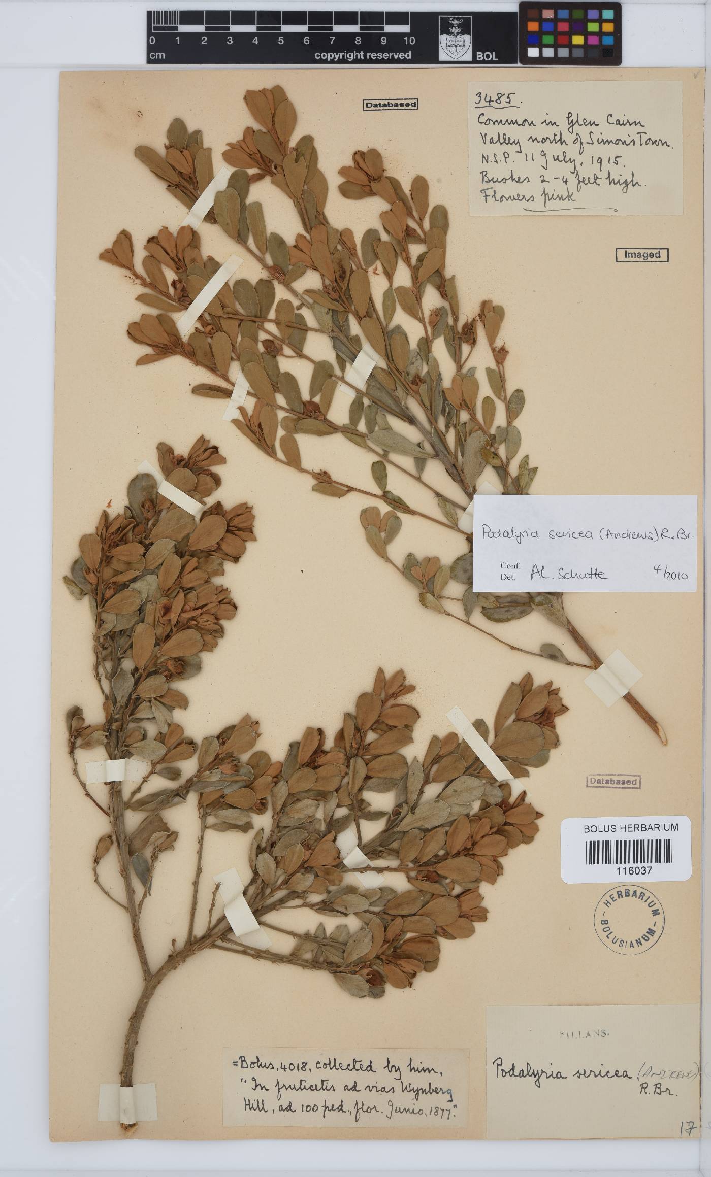 Podalyria sericea image