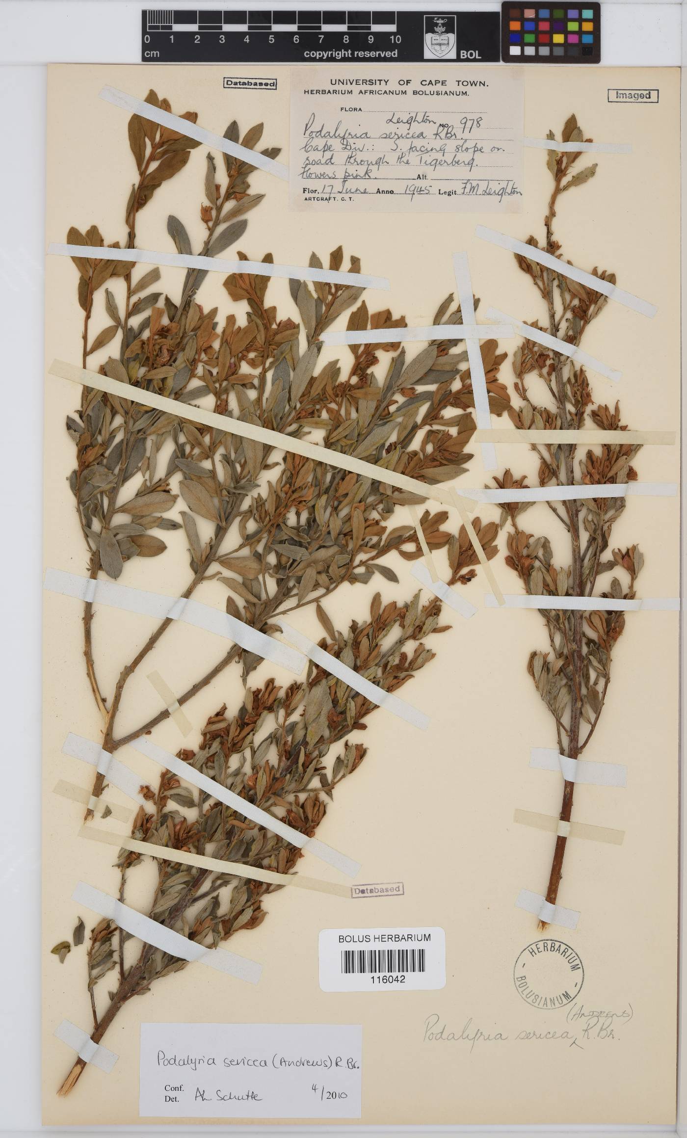 Podalyria sericea image
