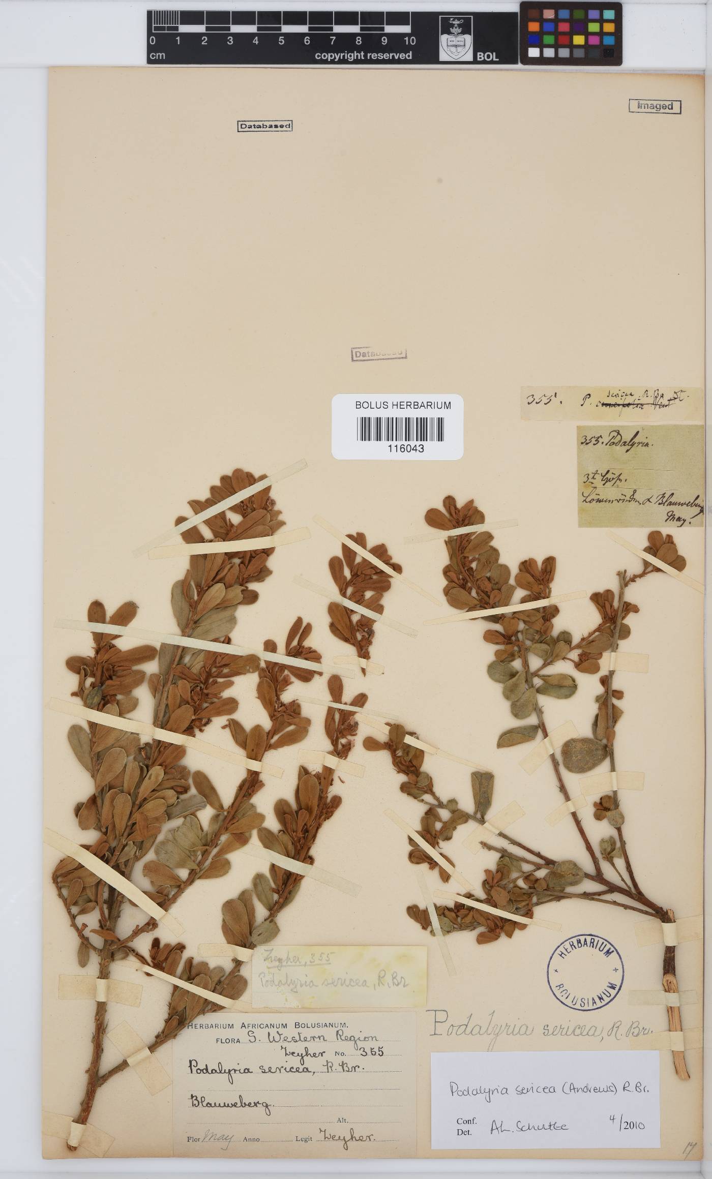 Podalyria sericea image