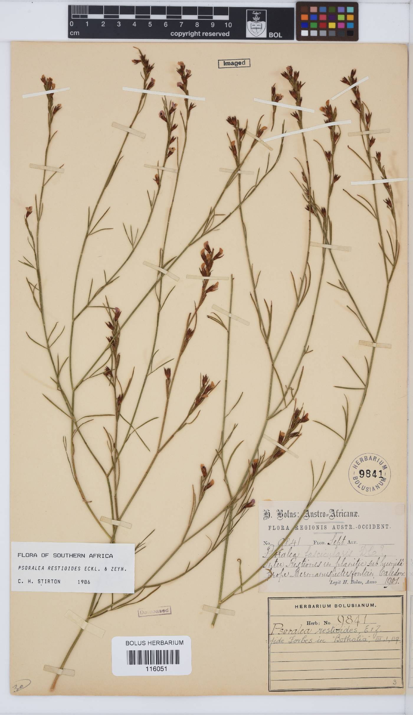 Psoralea restioides image