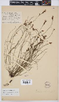 Psoralea restioides image