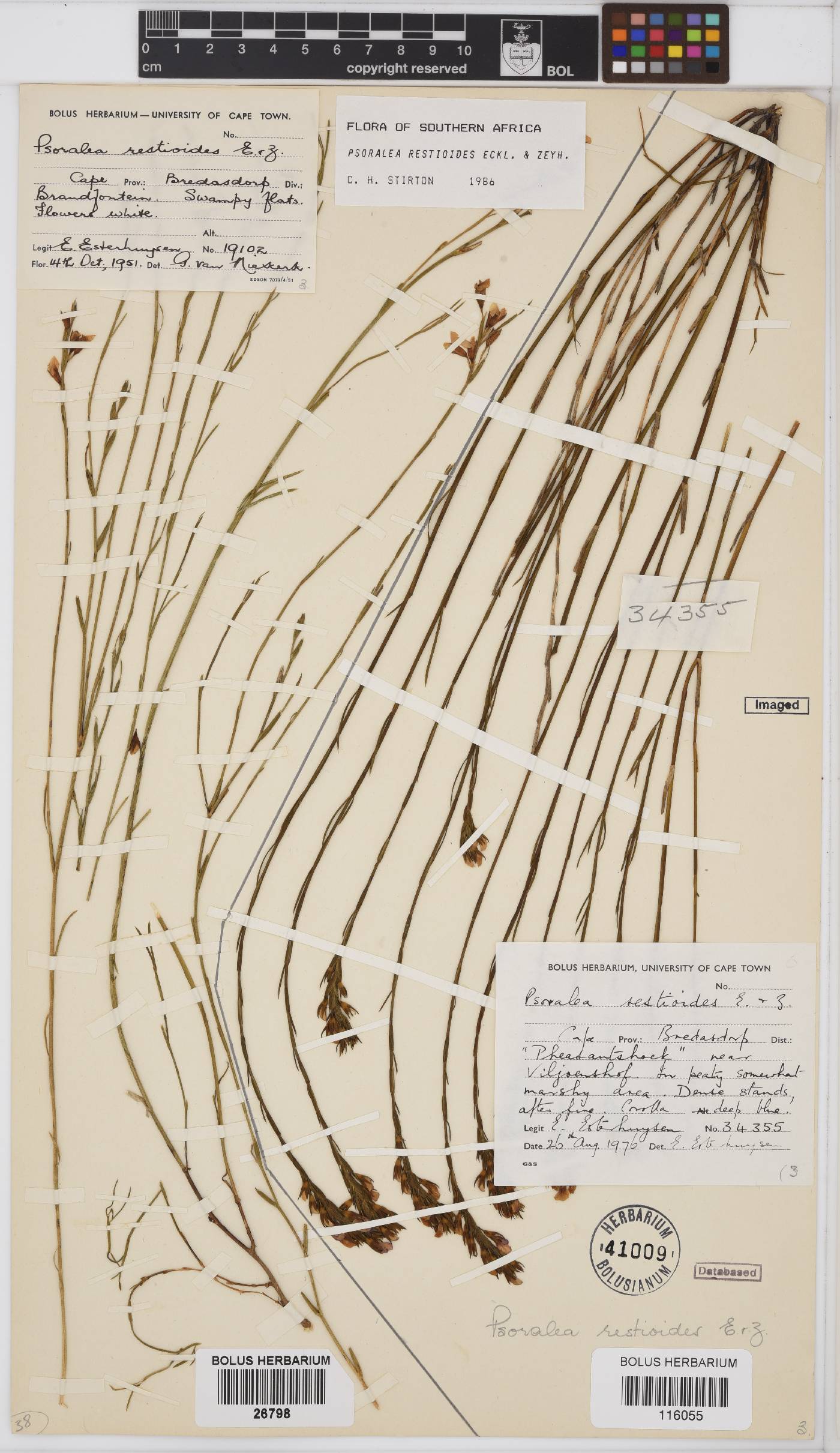 Psoralea restioides image