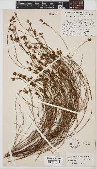 Psoralea restioides image