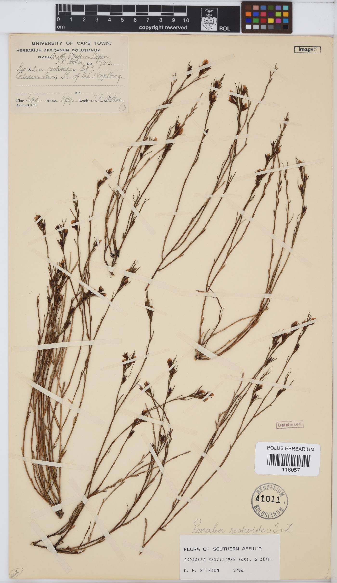 Psoralea image
