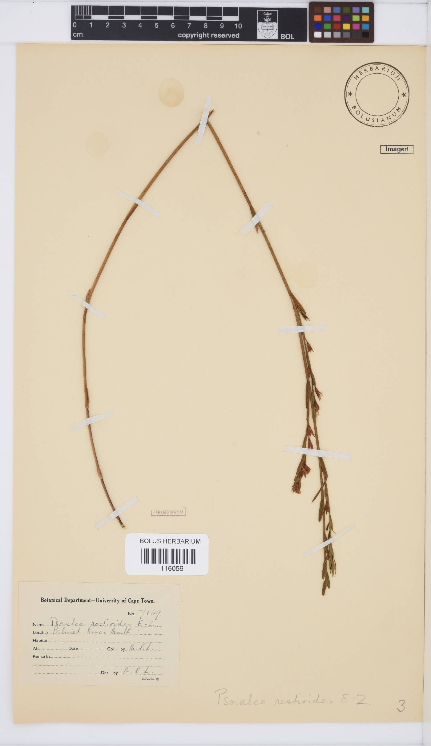 Psoralea image