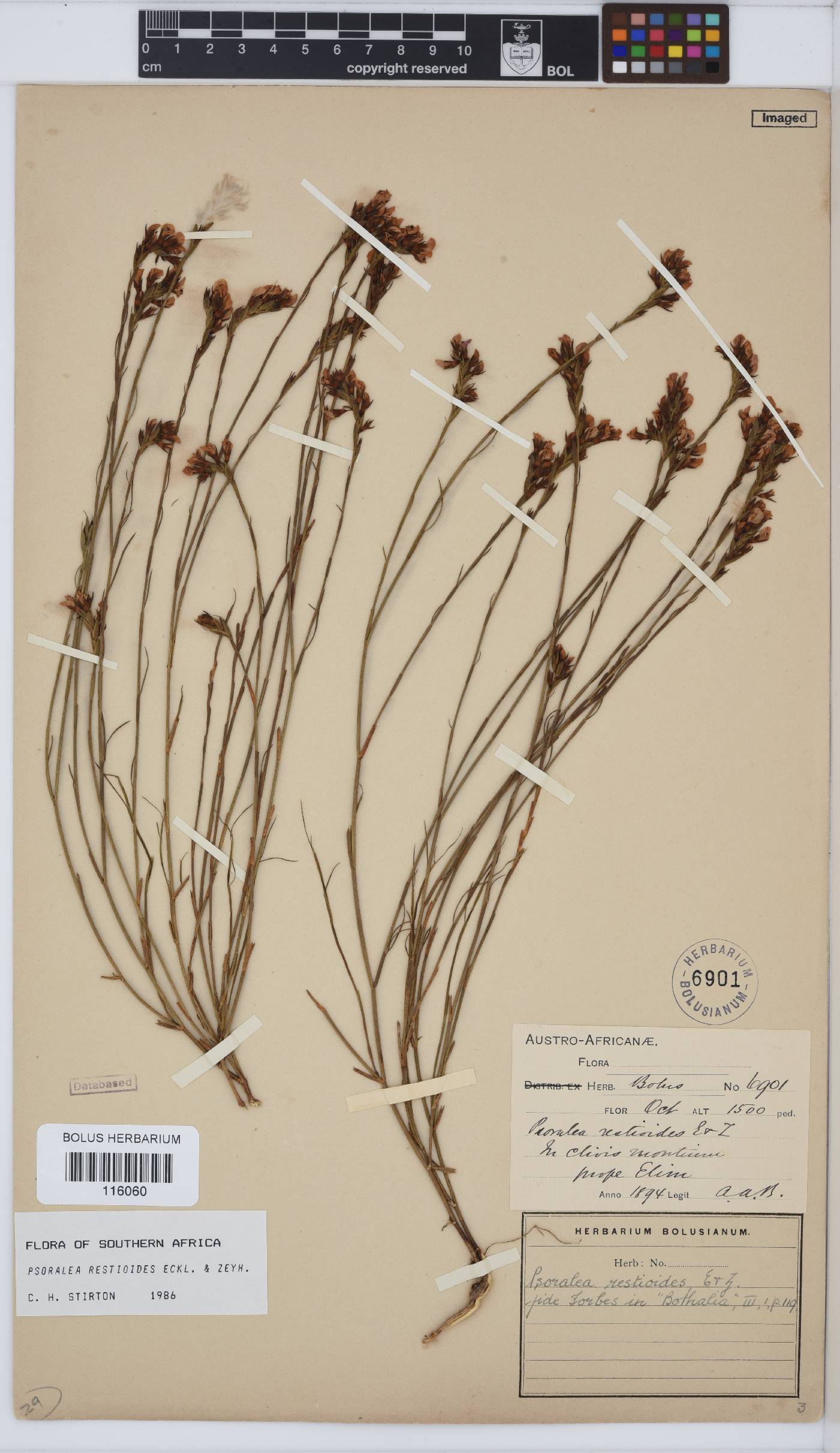 Psoralea restioides image