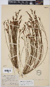 Psoralea restioides image