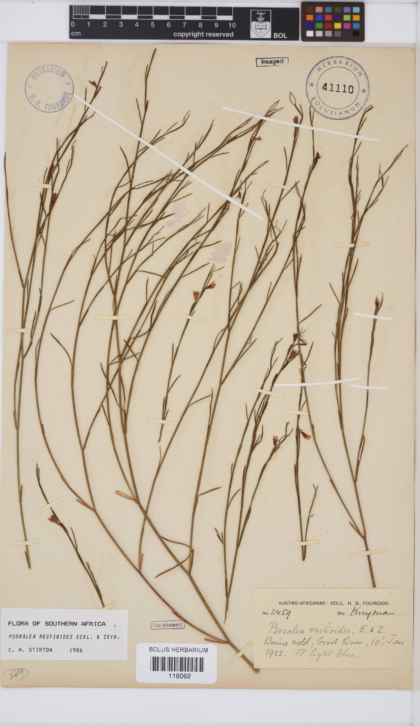 Psoralea restioides image