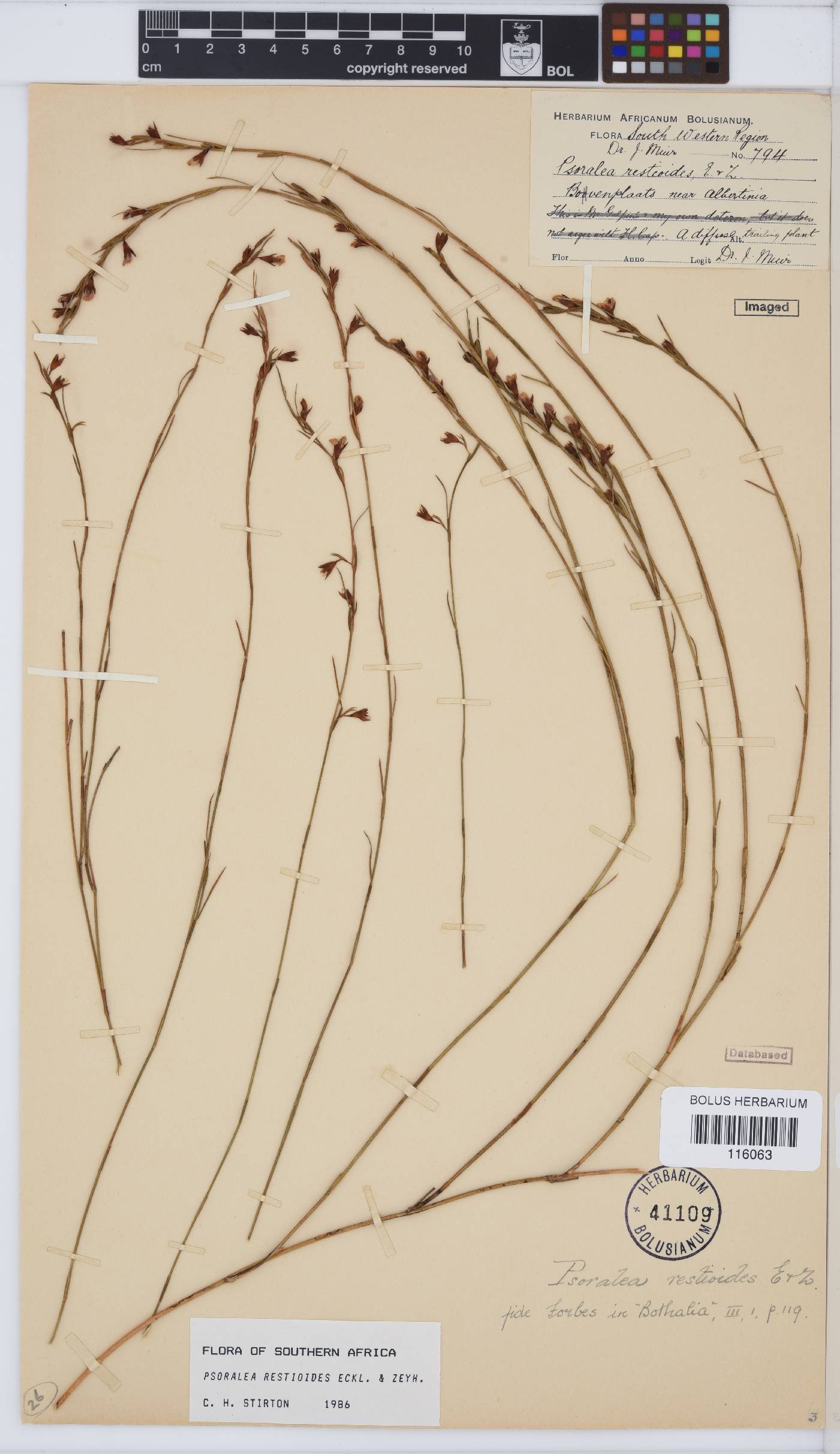 Psoralea restioides image