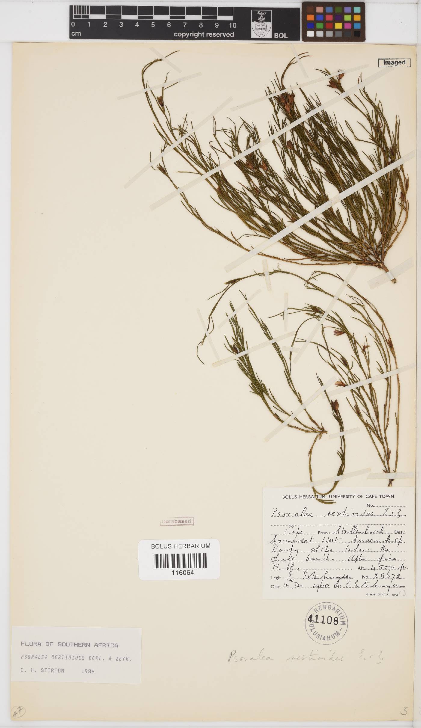 Psoralea restioides image