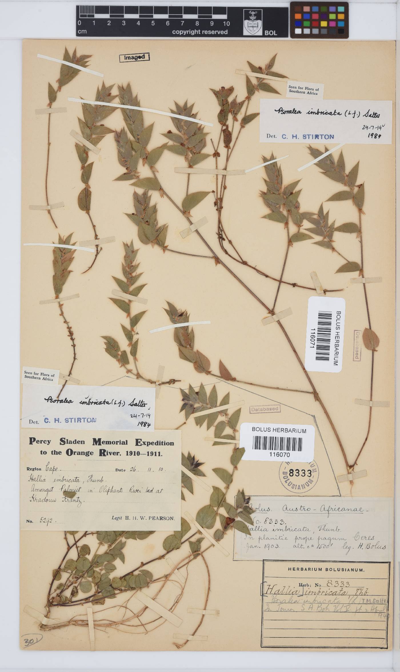 Psoralea imbricata image
