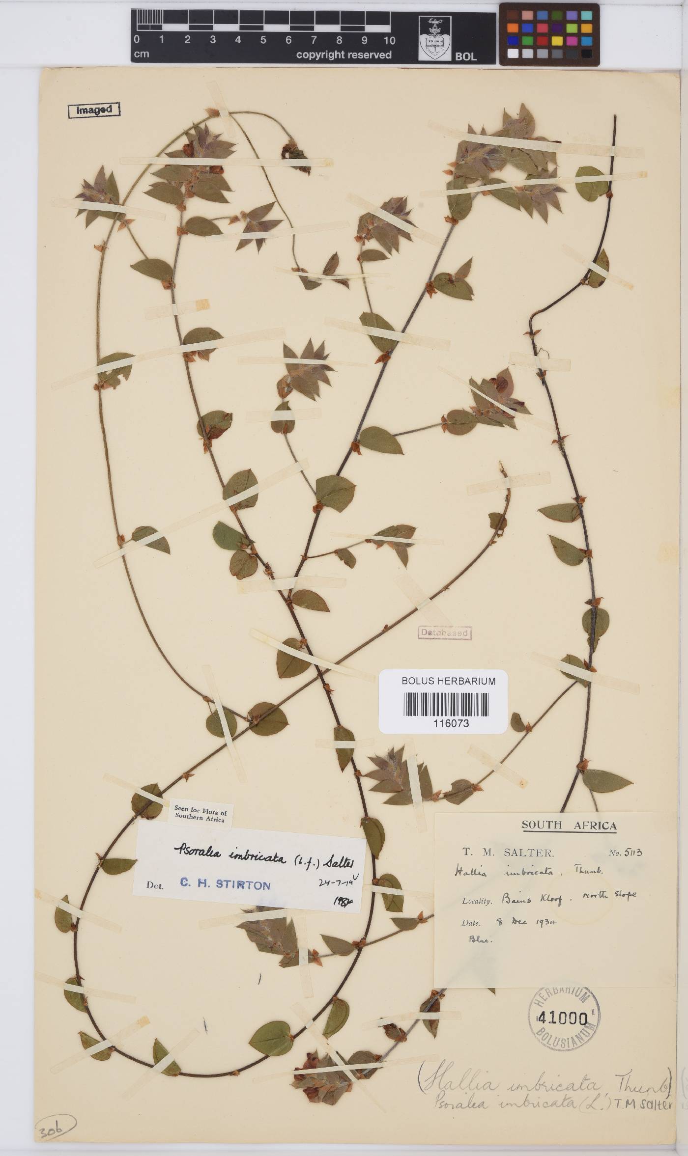 Psoralea imbricata image