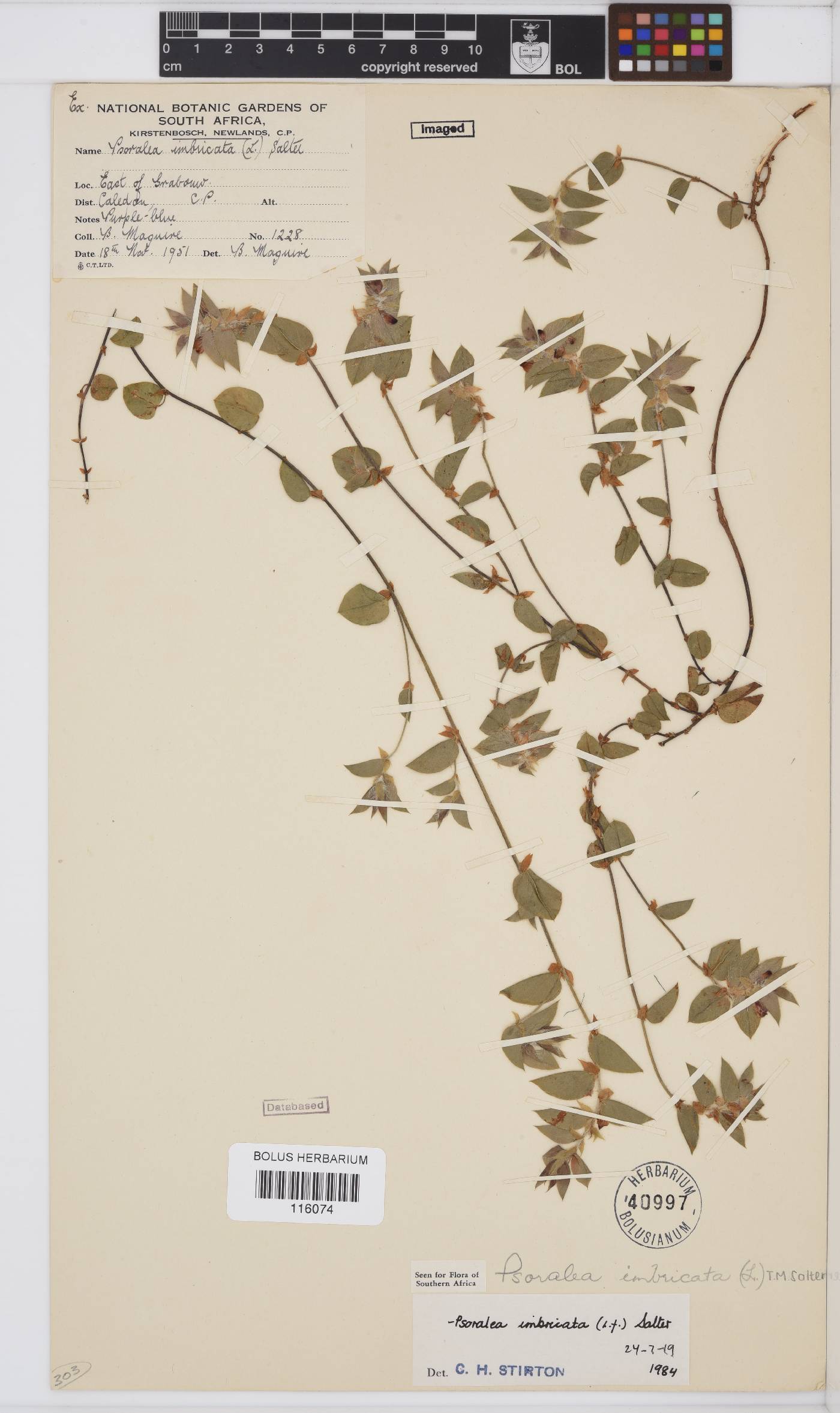 Psoralea imbricata image