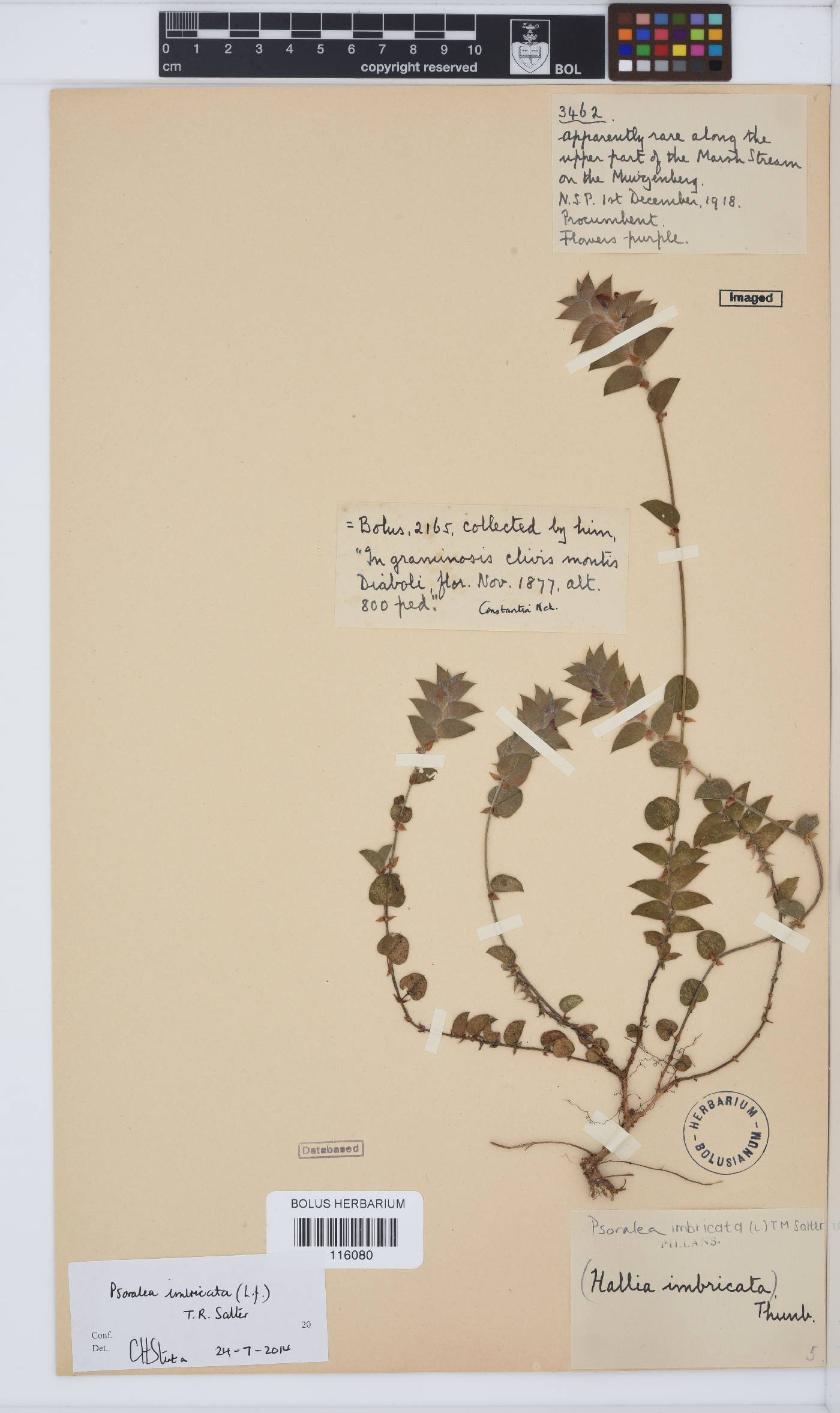 Psoralea imbricata image