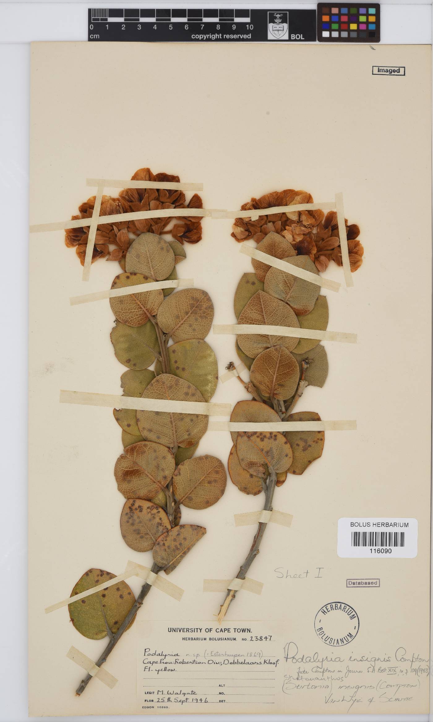 Stirtonanthus insignis image