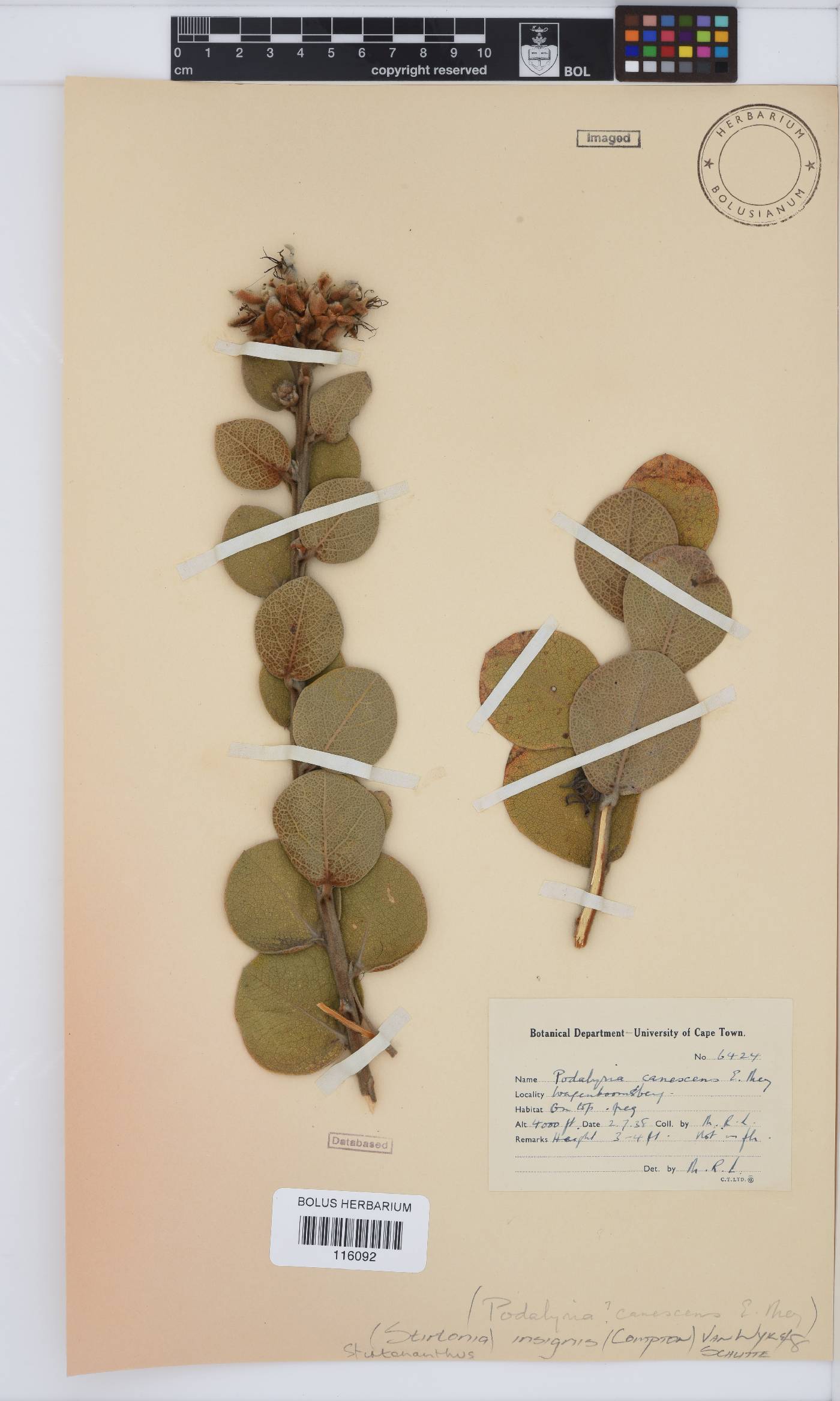 Stirtonanthus insignis image
