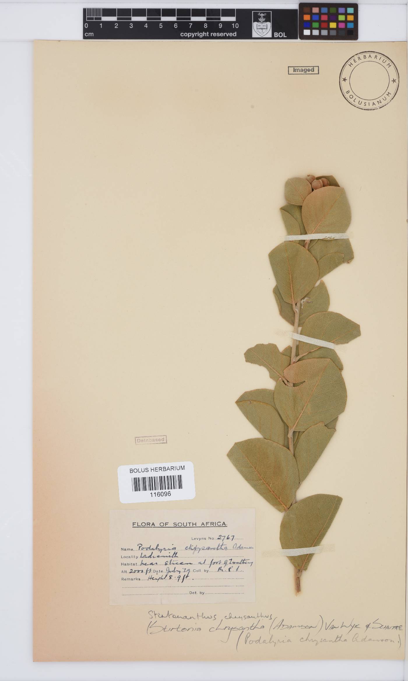 Stirtonanthus chrysanthus image