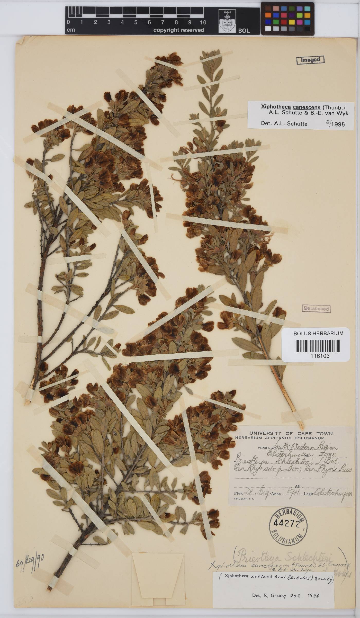 Xiphotheca canescens image