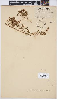 Image of Psoralea repens