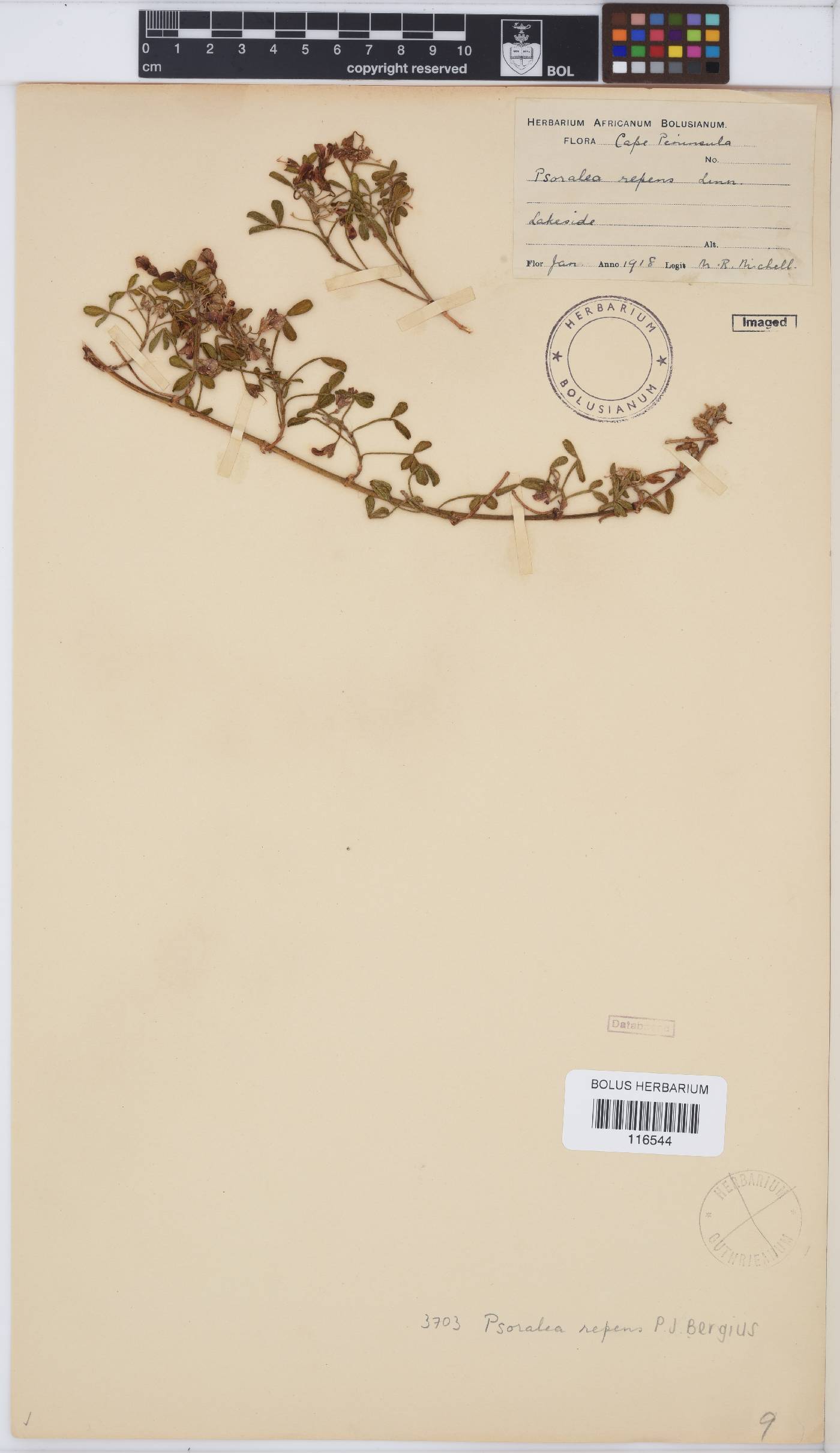 Psoralea repens image
