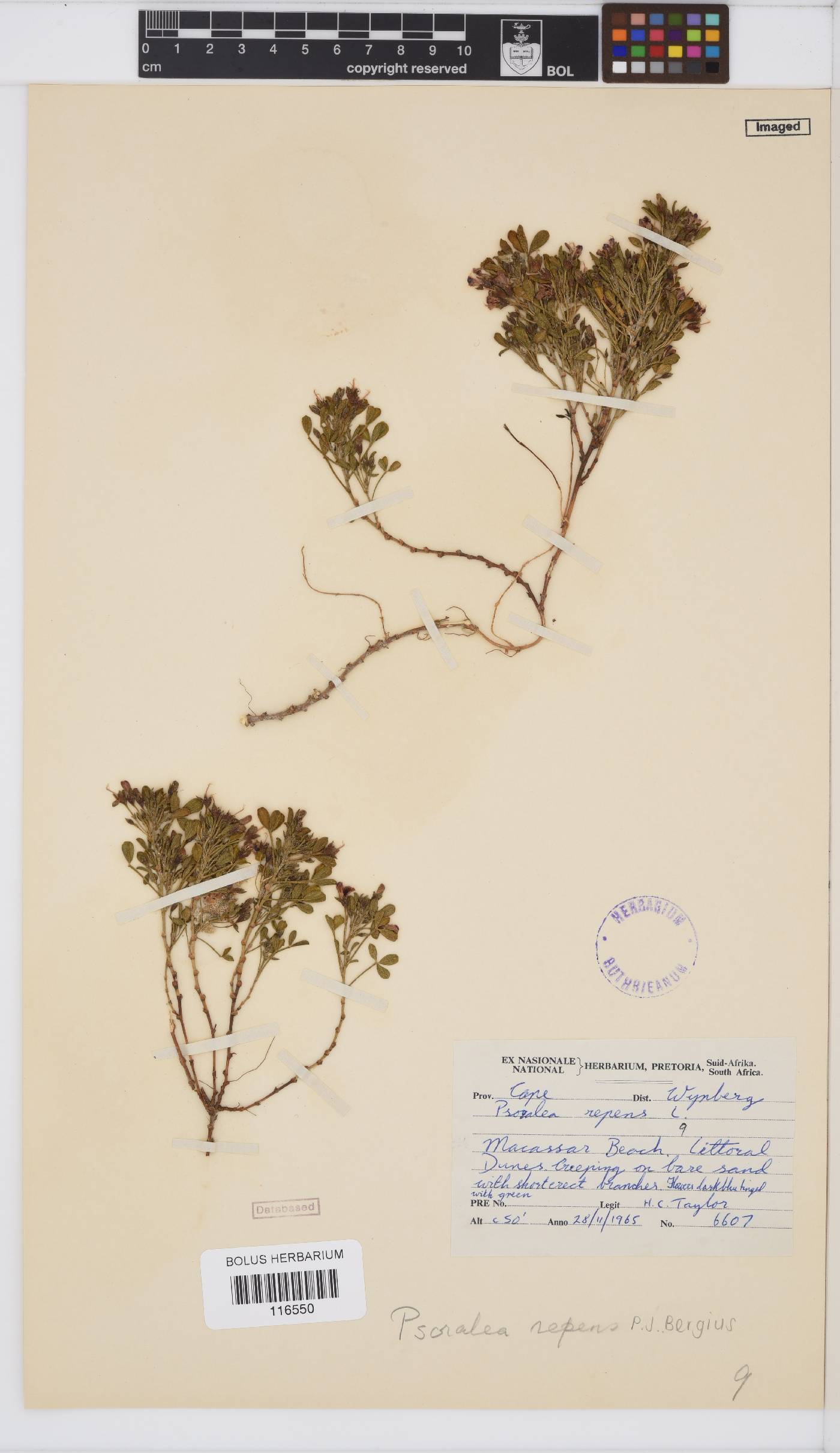 Psoralea repens image