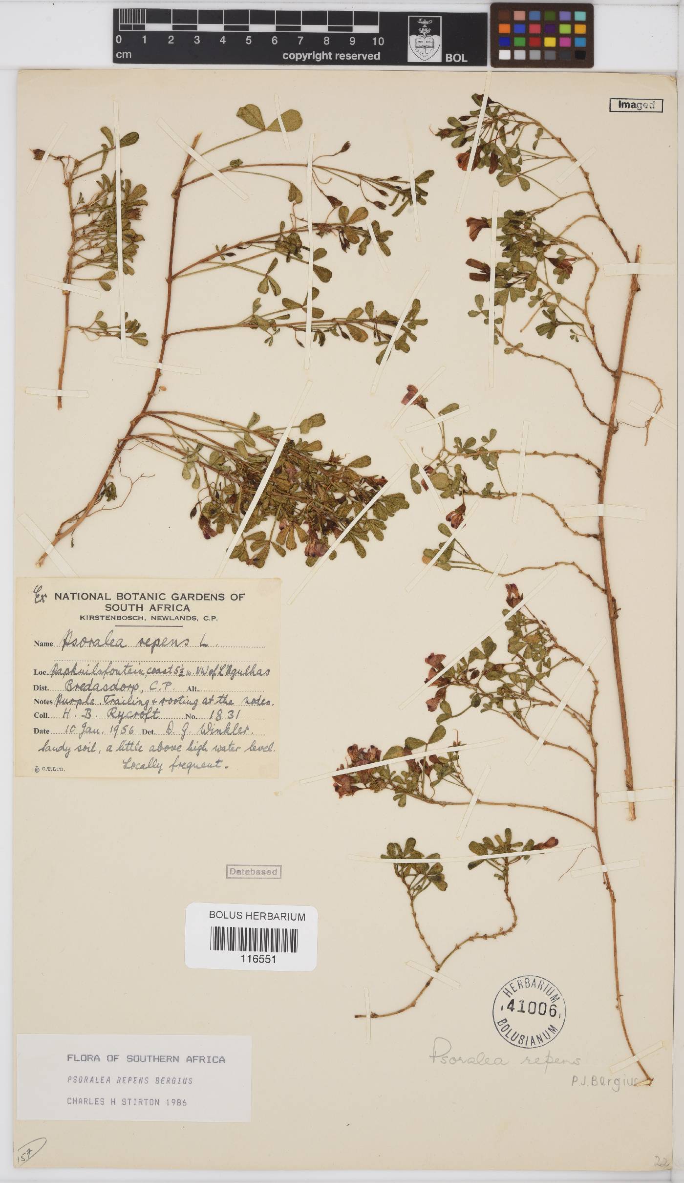 Psoralea repens image