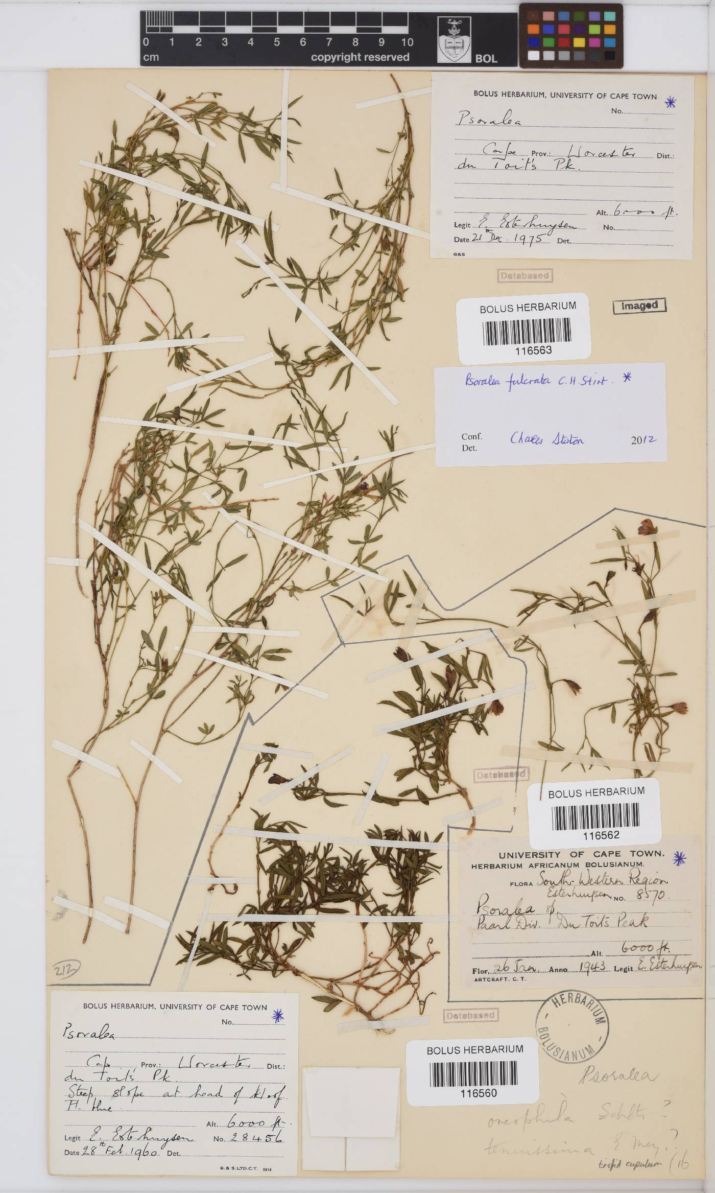 Psoralea fulcrata image