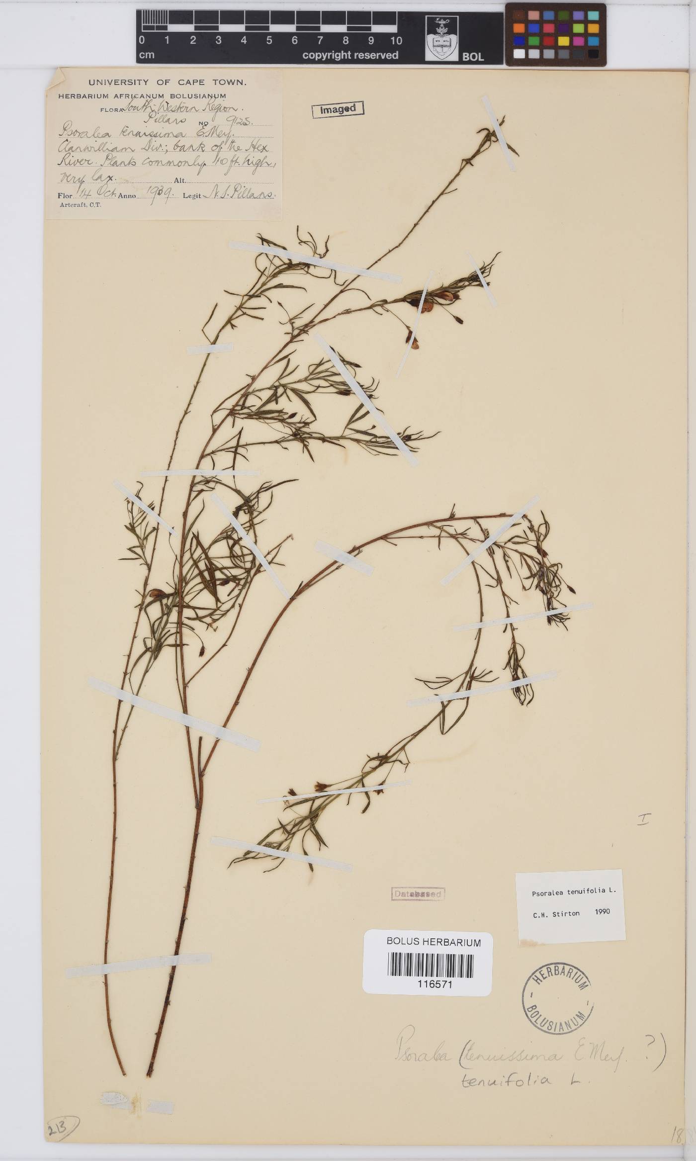 Psoralea krakadouwensis image