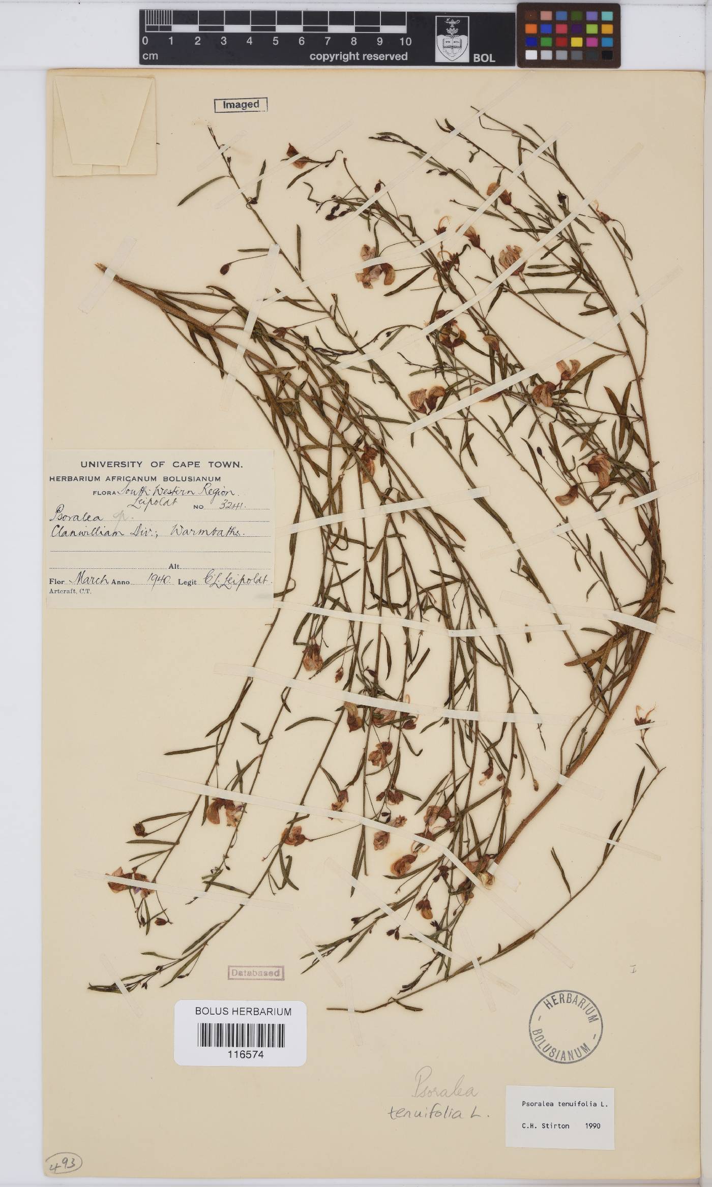 Psoralea krakadouwensis image