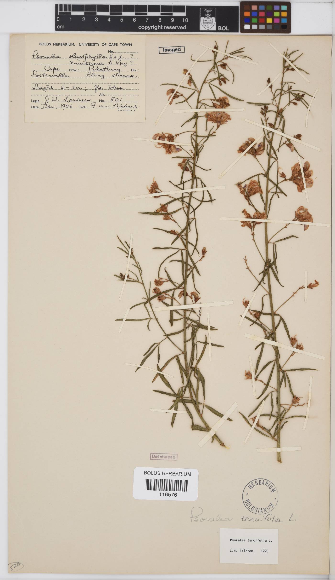 Psoralea fascicularis image