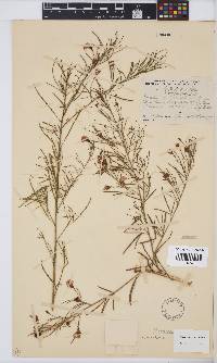 Psoralea krakadouwensis image