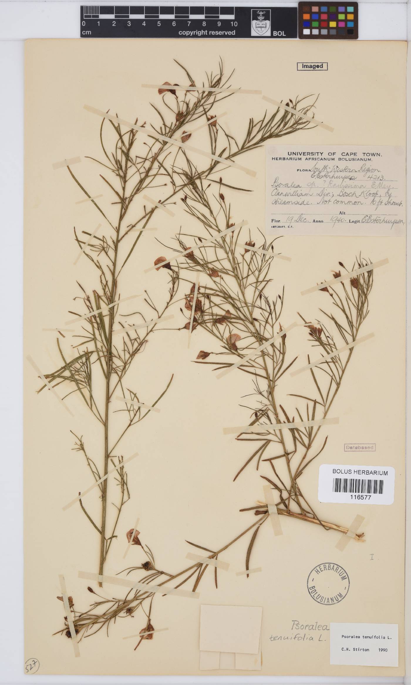 Psoralea krakadouwensis image