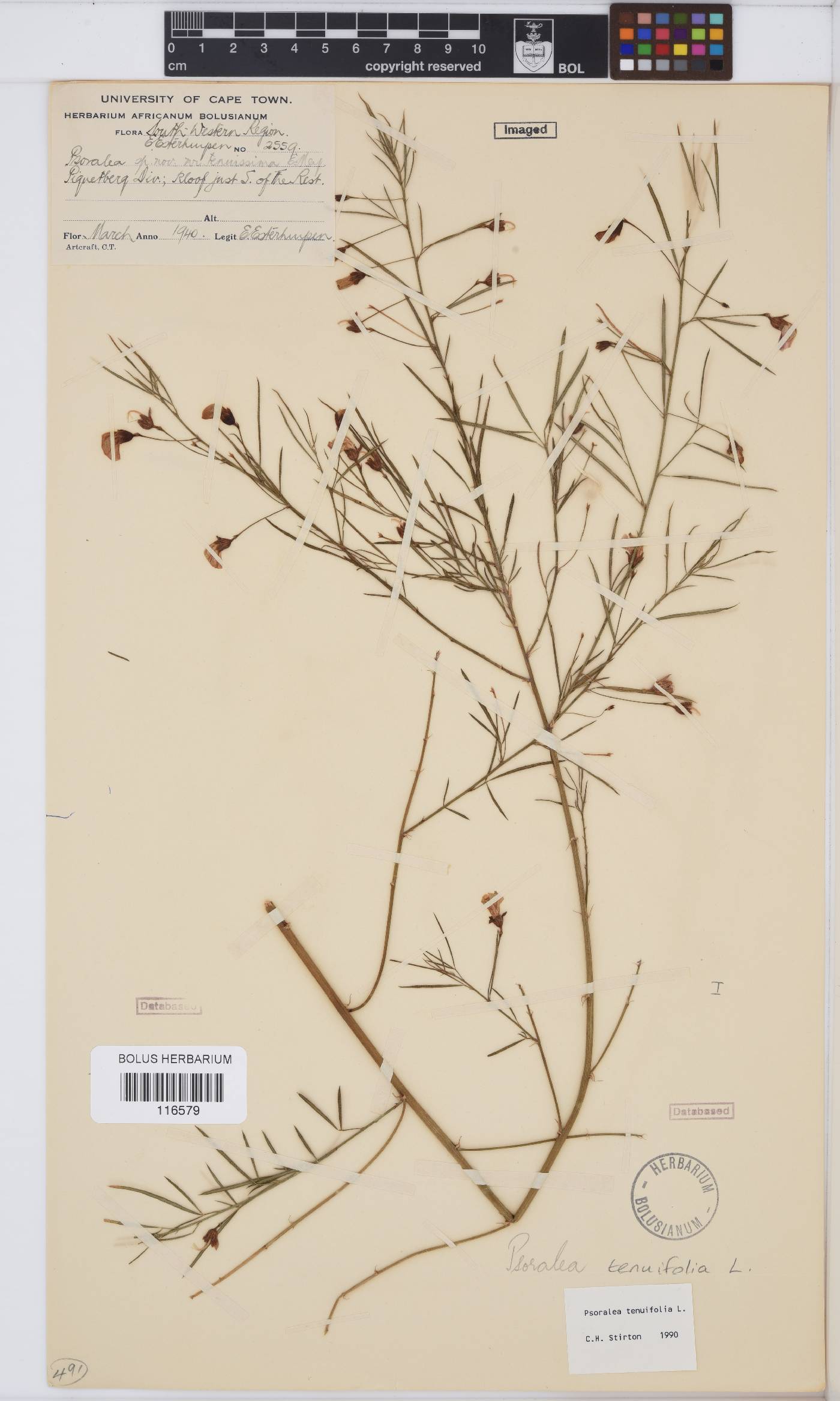 Psoralea krakadouwensis image