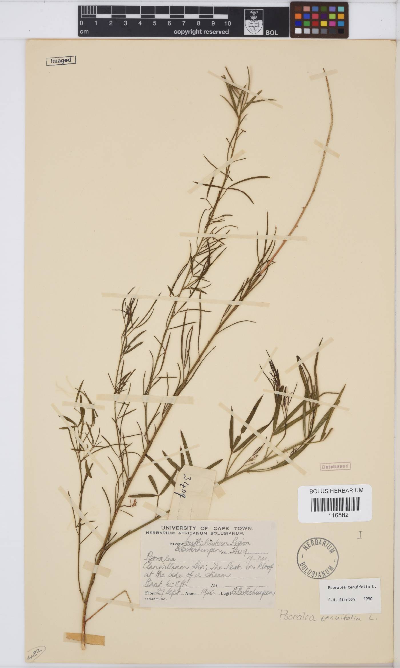 Psoralea krakadouwensis image