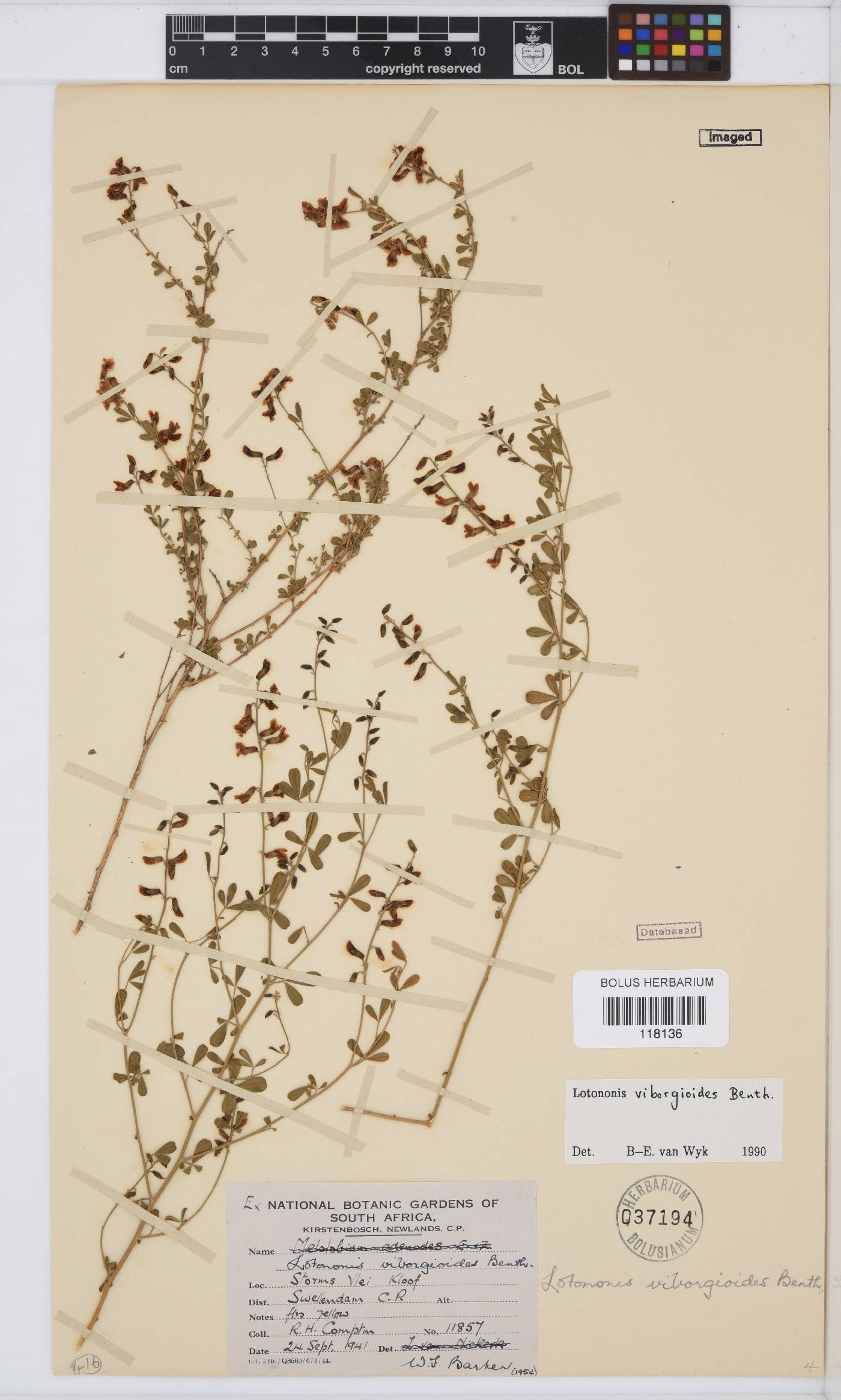 Lotononis viborgioides image