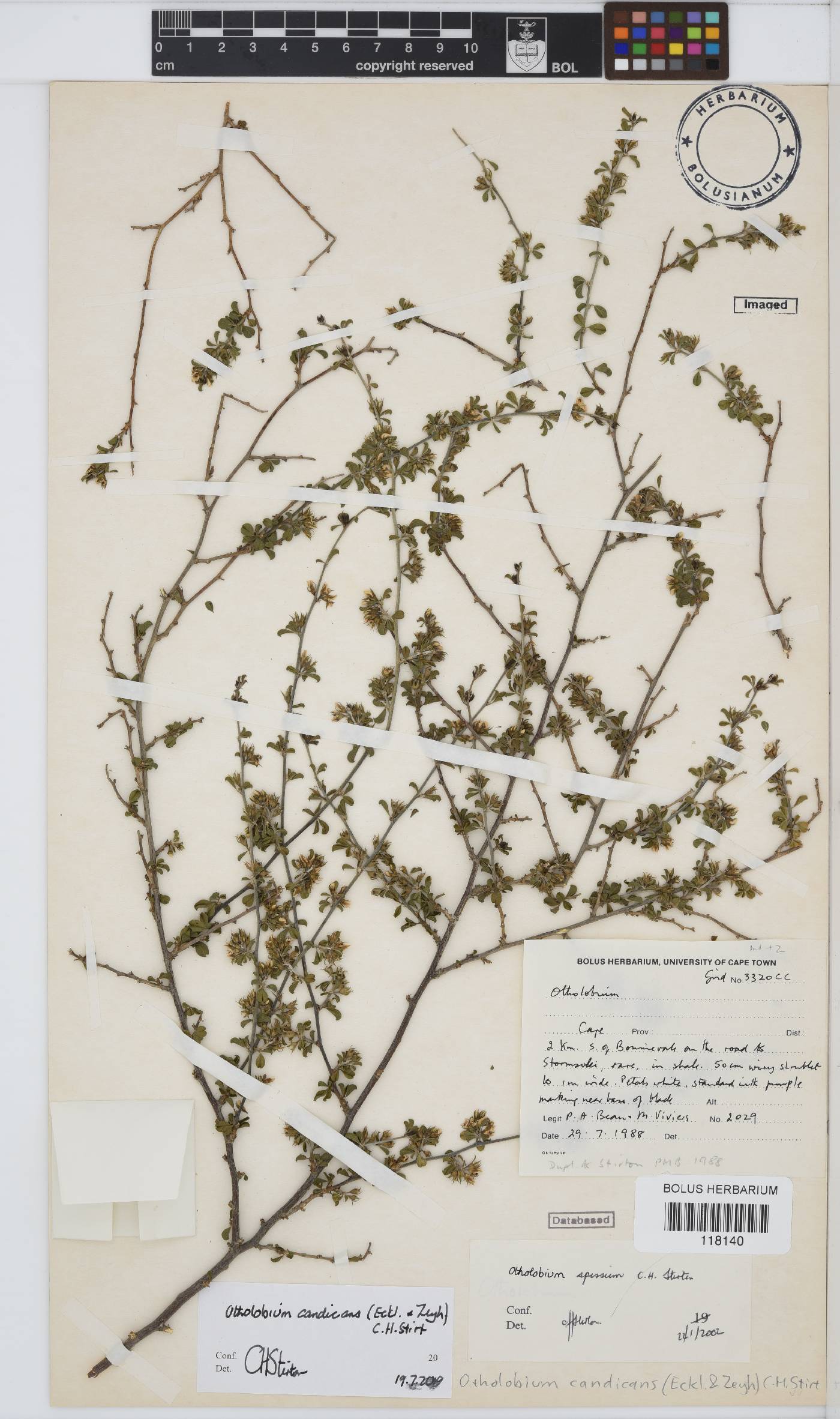 Otholobium candicans image
