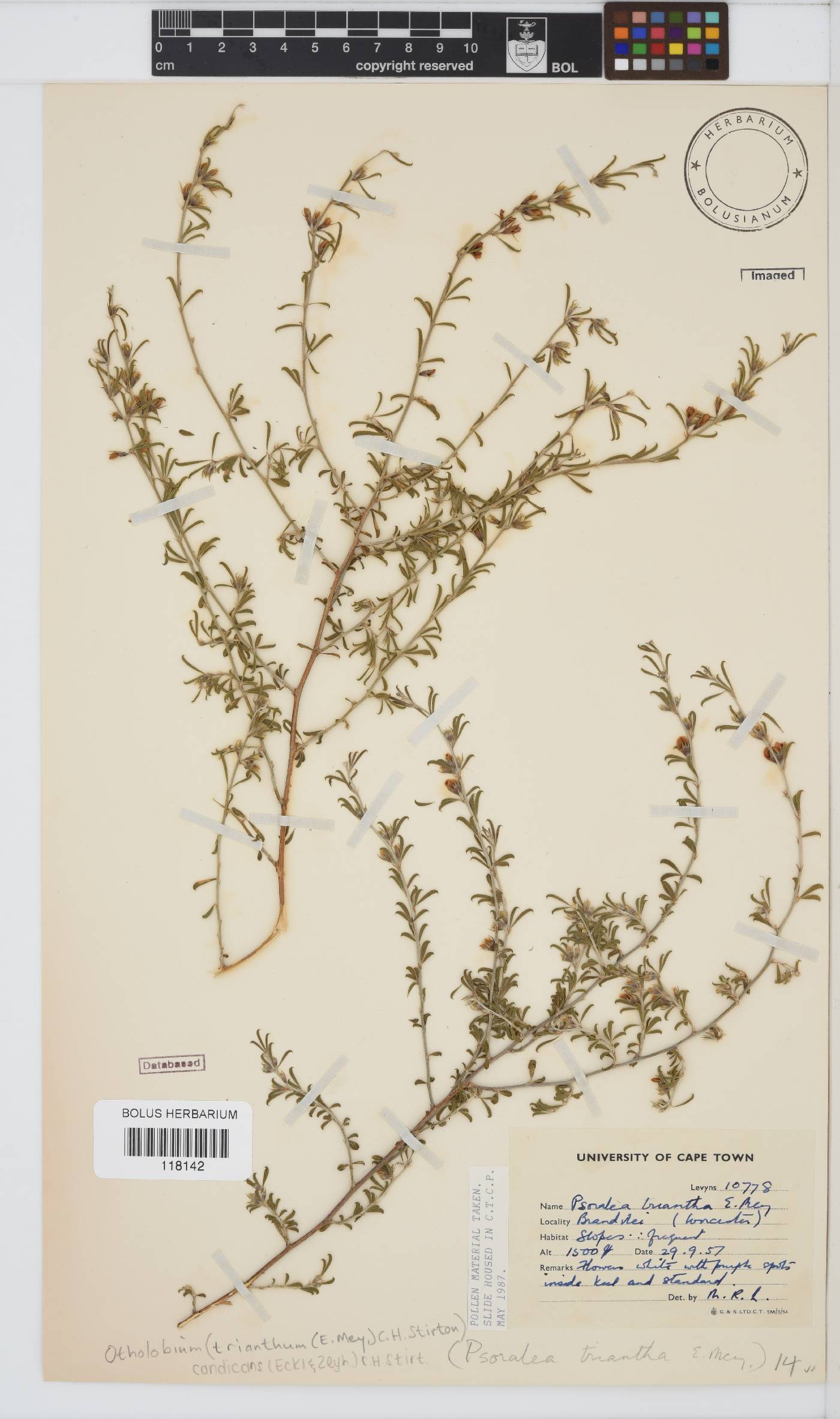 Otholobium trianthum image