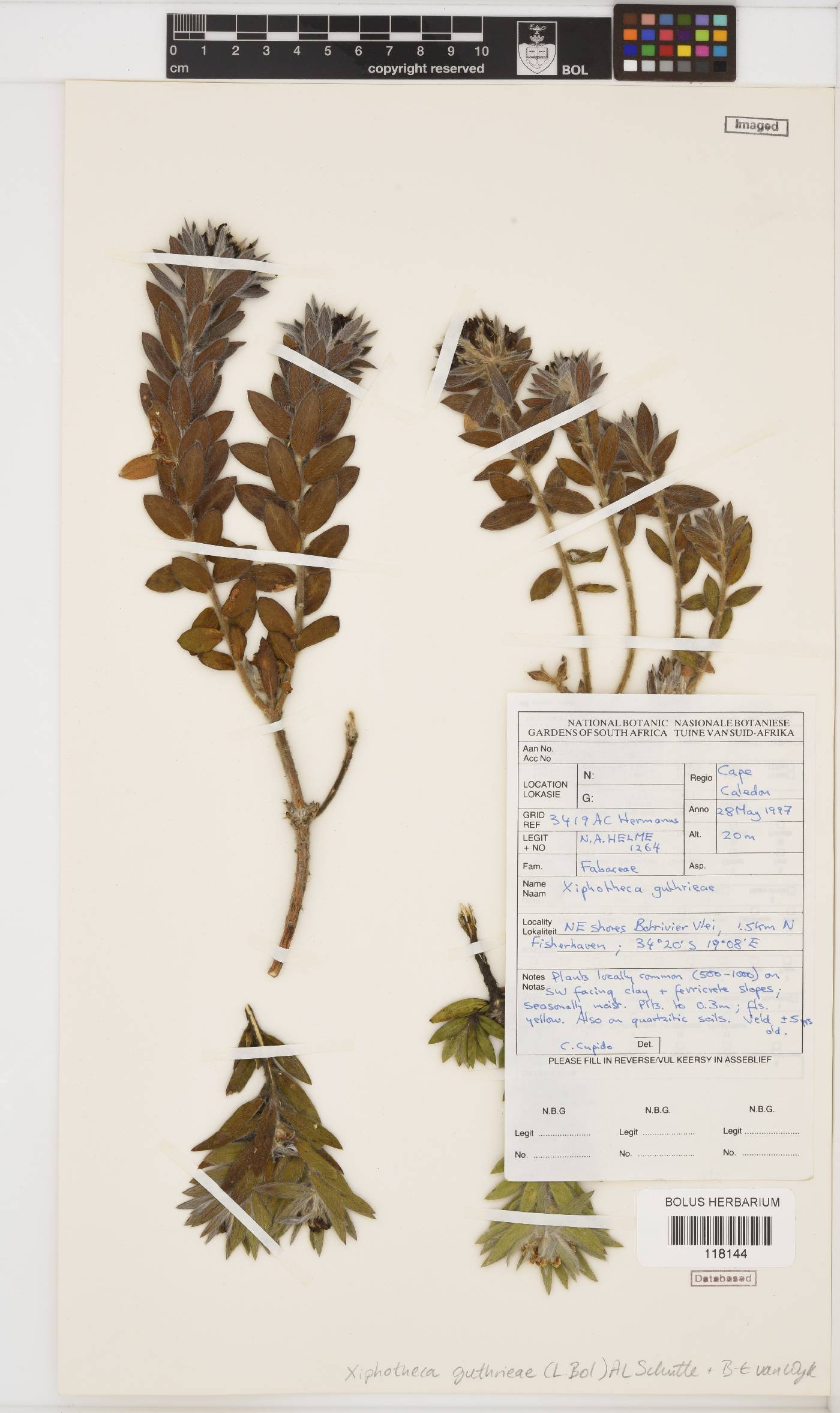 Xiphotheca guthriei image