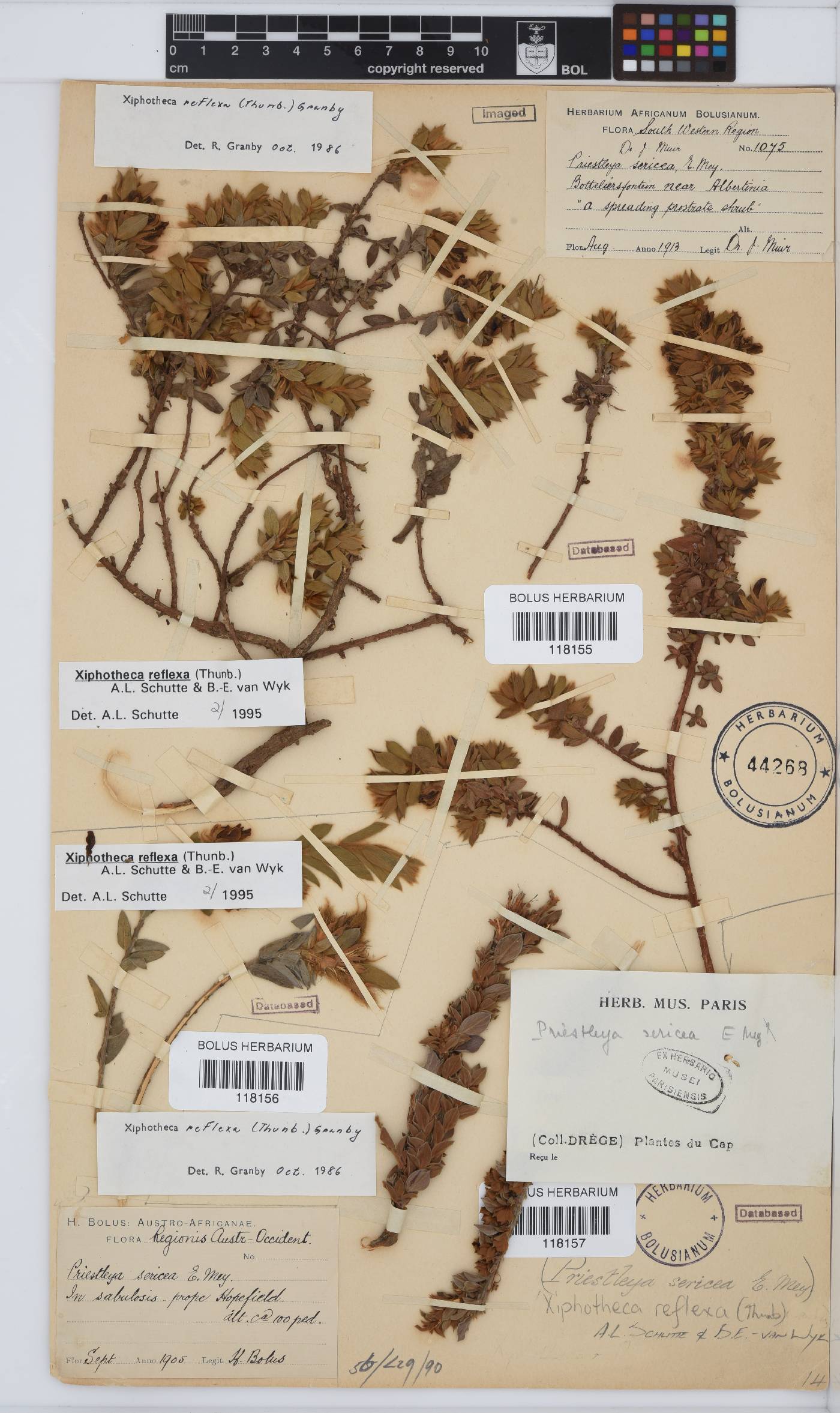 Xiphotheca reflexa image