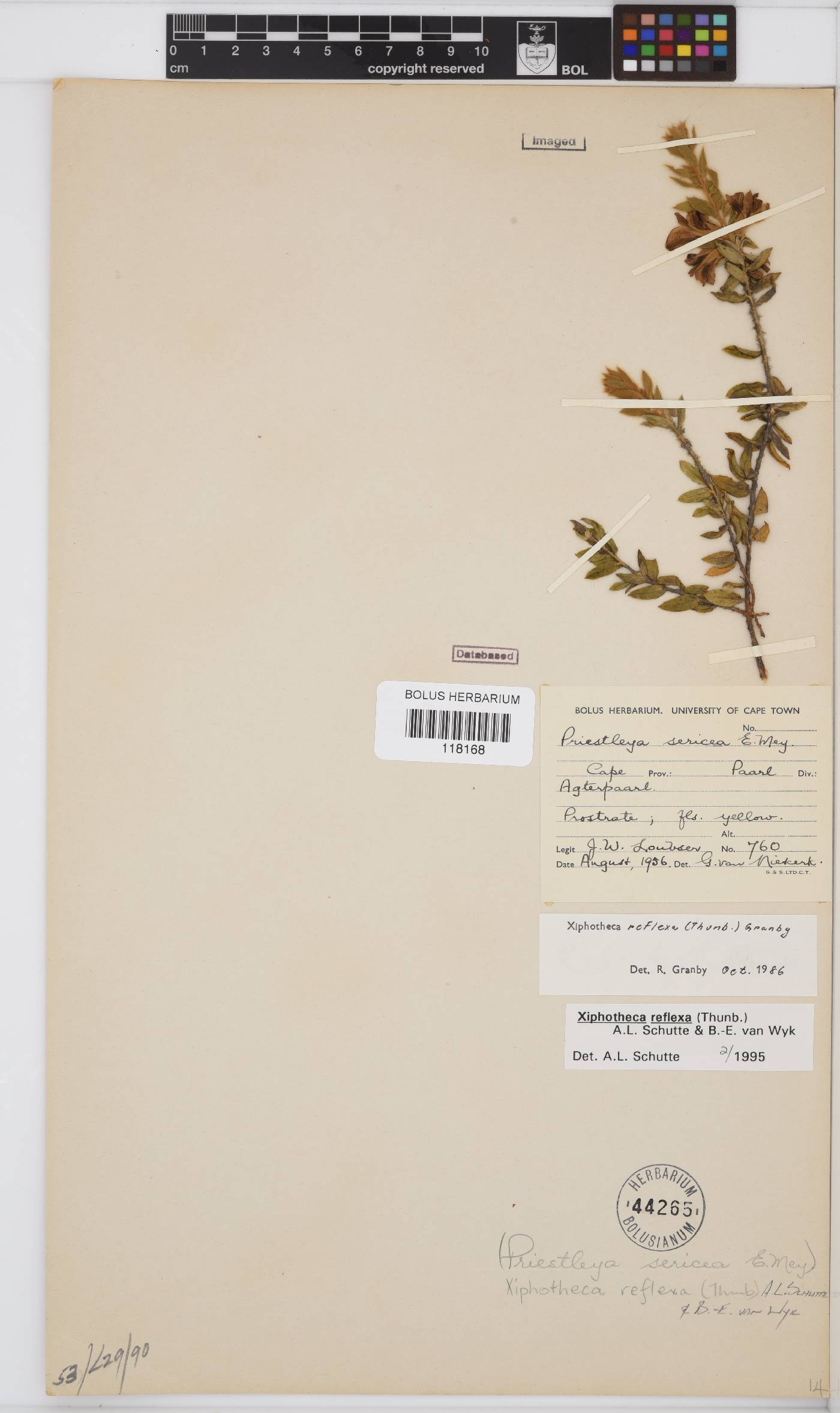 Xiphotheca reflexa image
