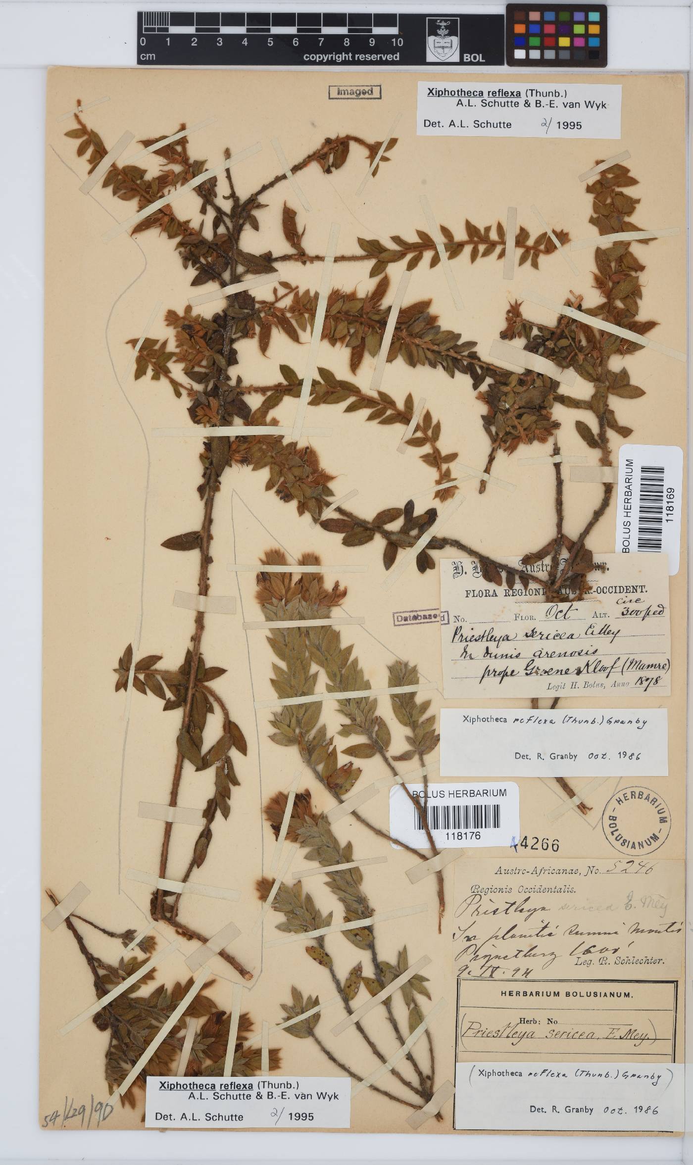Xiphotheca reflexa image