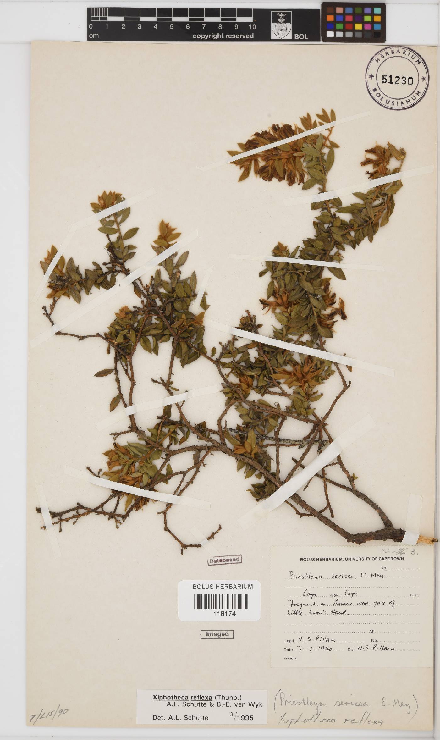 Xiphotheca image