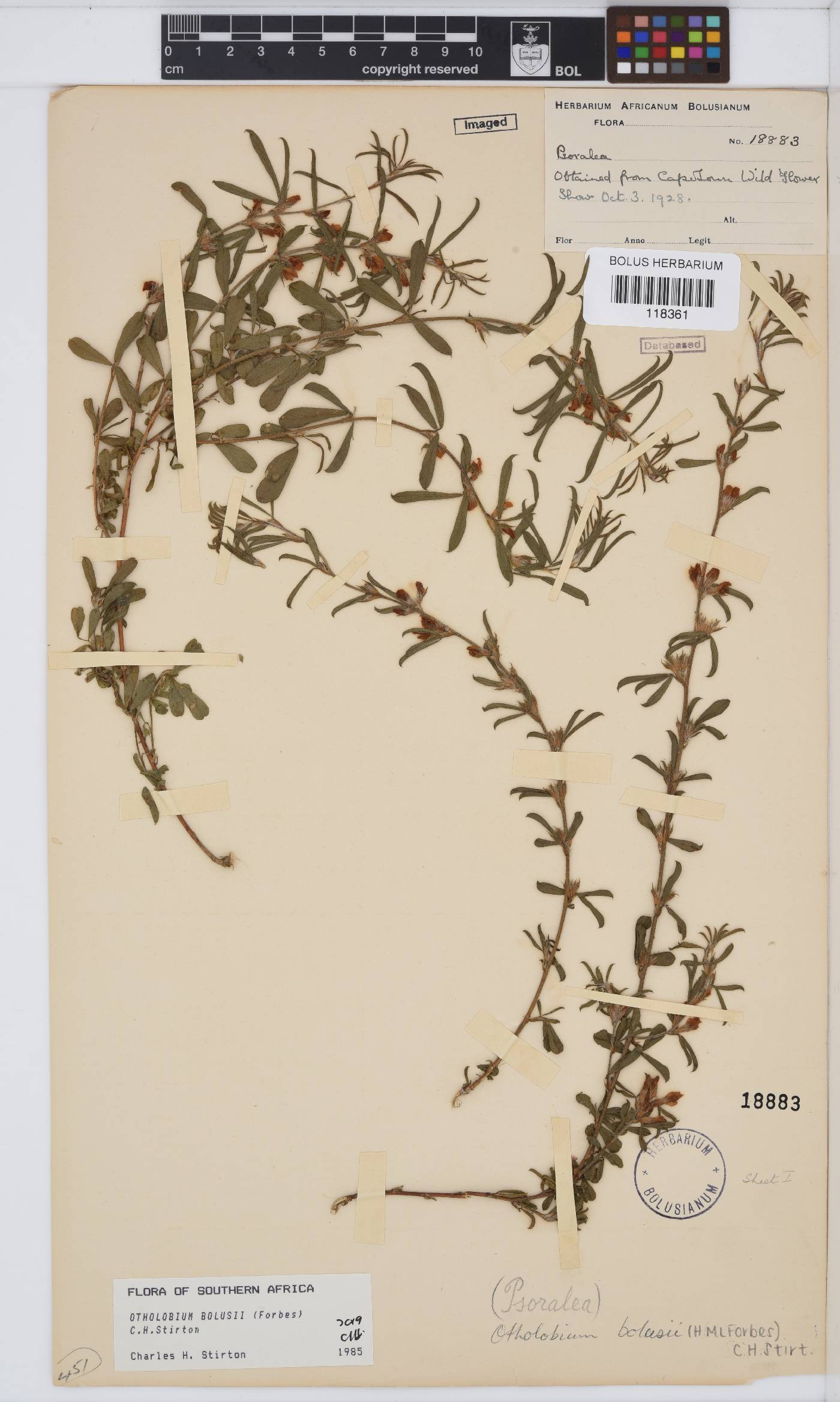 Otholobium bolusii image